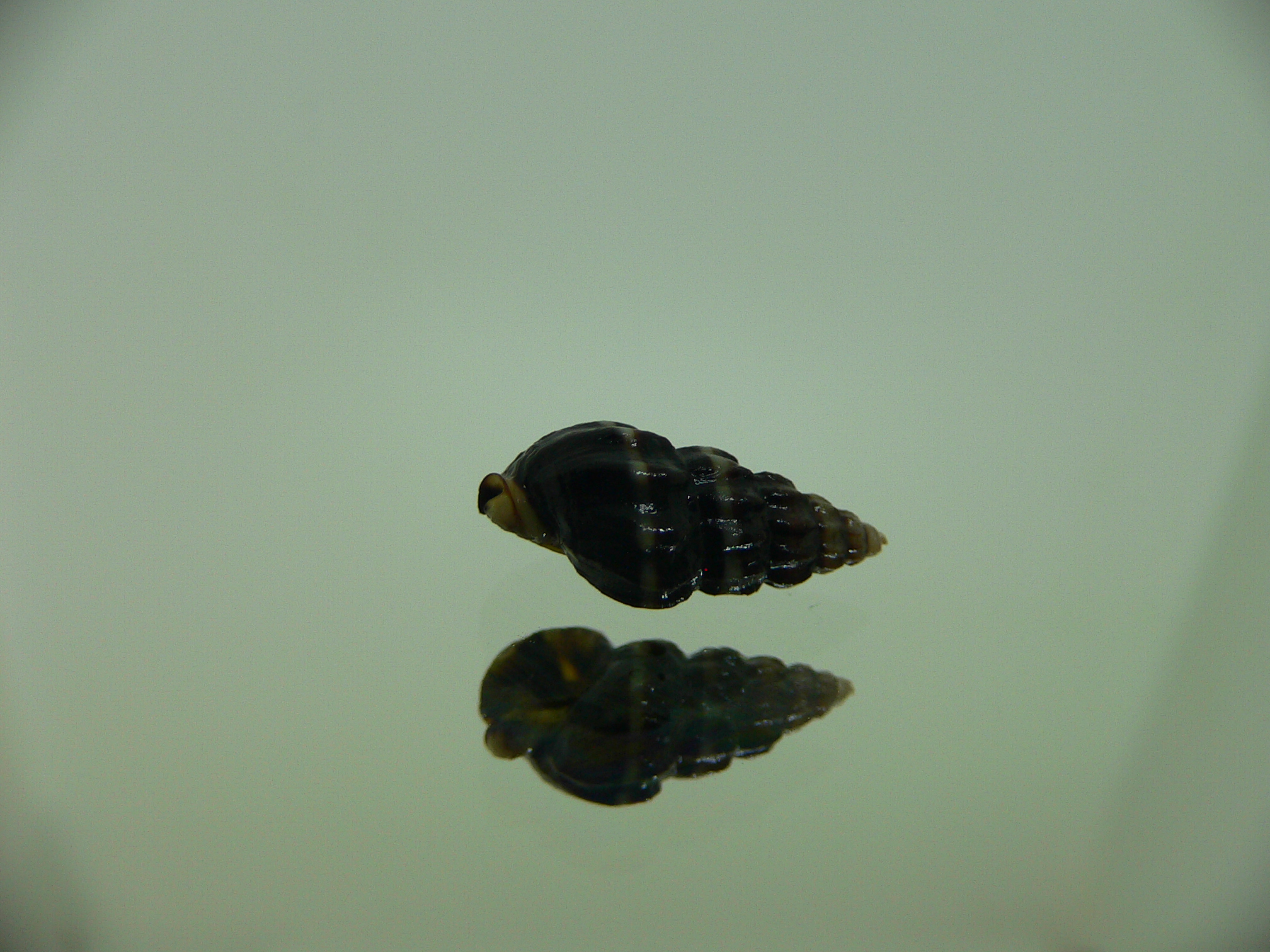 Nassarius japonicus GIANT & STRIPES