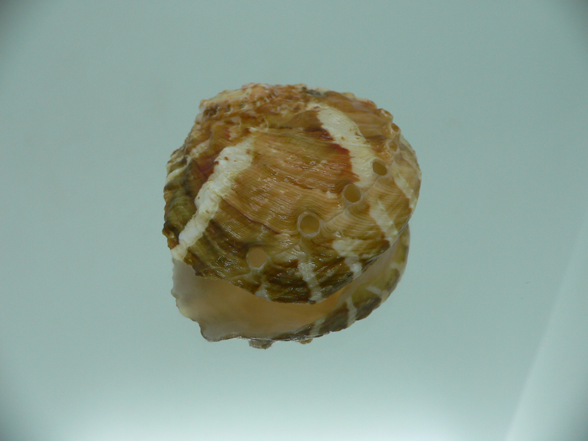 Haliotis ovina ovina BIG & TRICOLOR