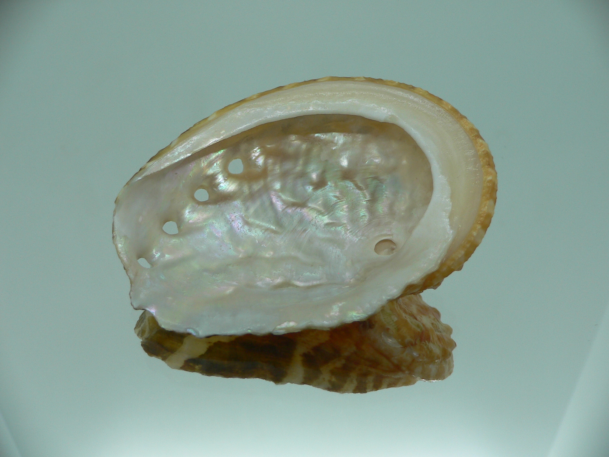 Haliotis ovina ovina BIG & TRICOLOR
