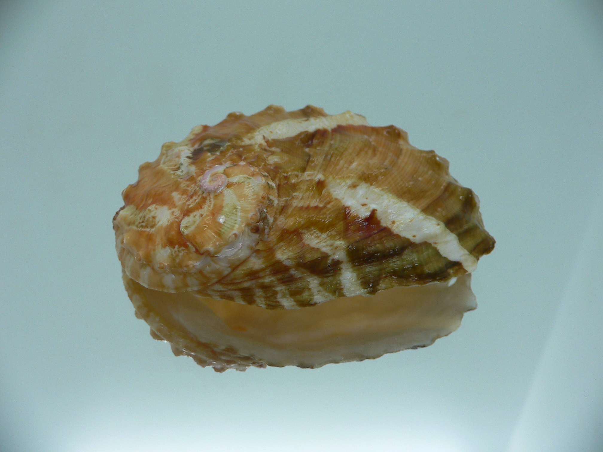 Haliotis ovina ovina BIG & TRICOLOR