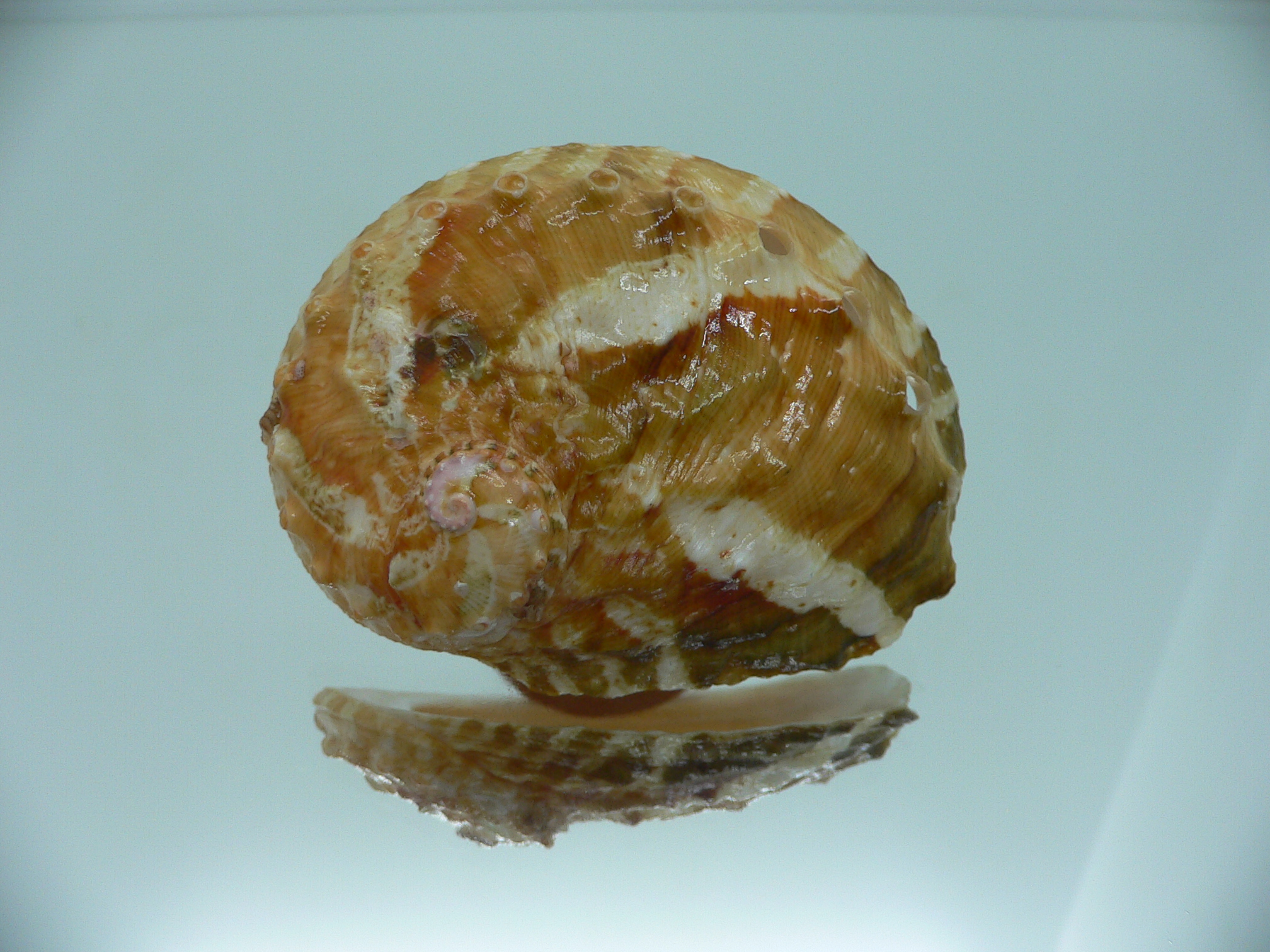 Haliotis ovina ovina BIG & TRICOLOR