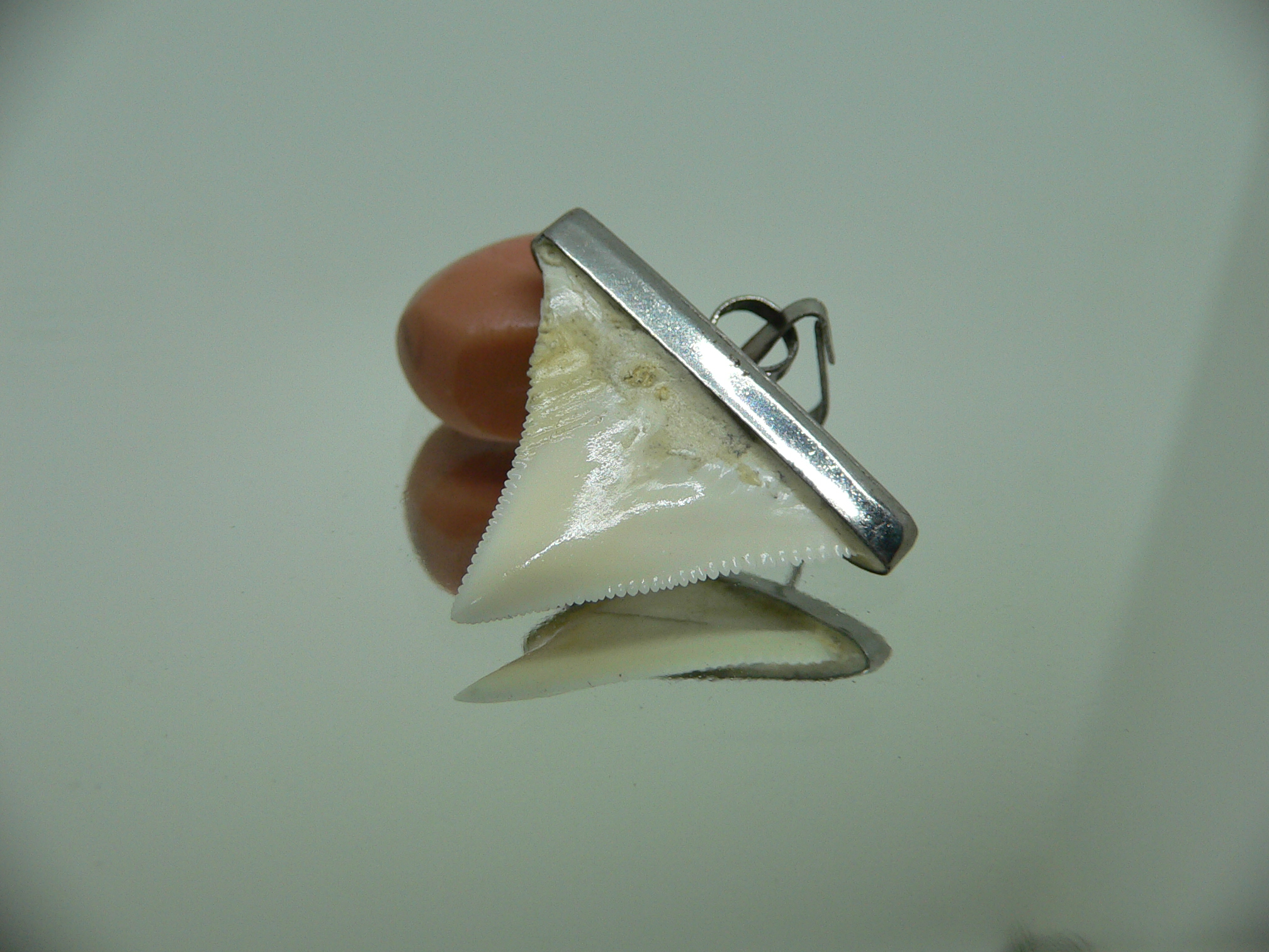 Carcharhinus leucas Зуб БЫЧЬЕЙ акулы в оправе 1