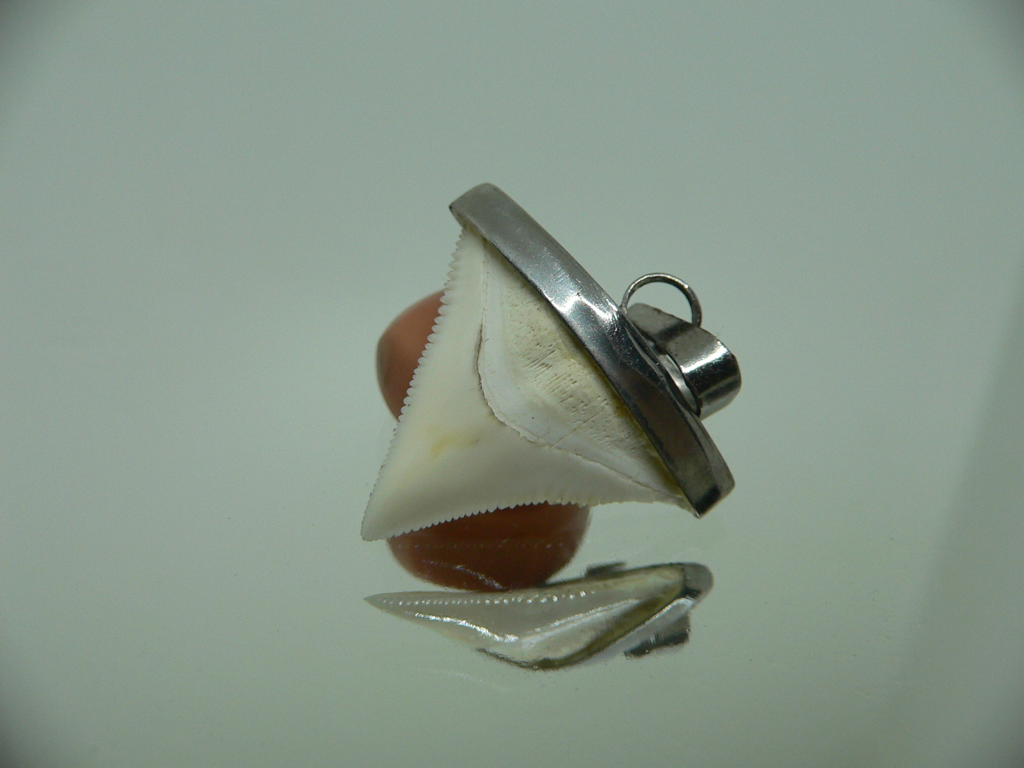 Carcharhinus leucas Зуб БЫЧЬЕЙ акулы в оправе 1