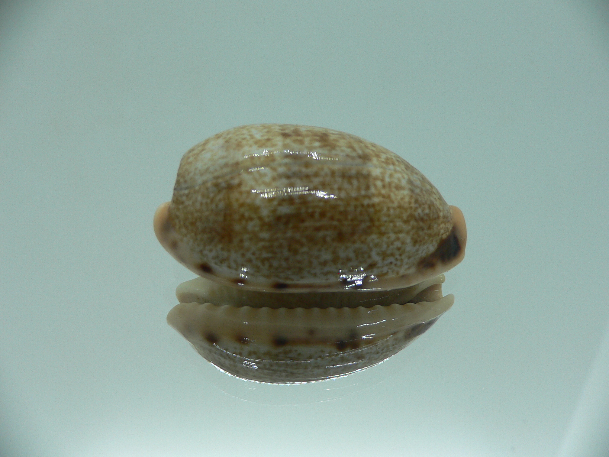 Cypraea caurica algida