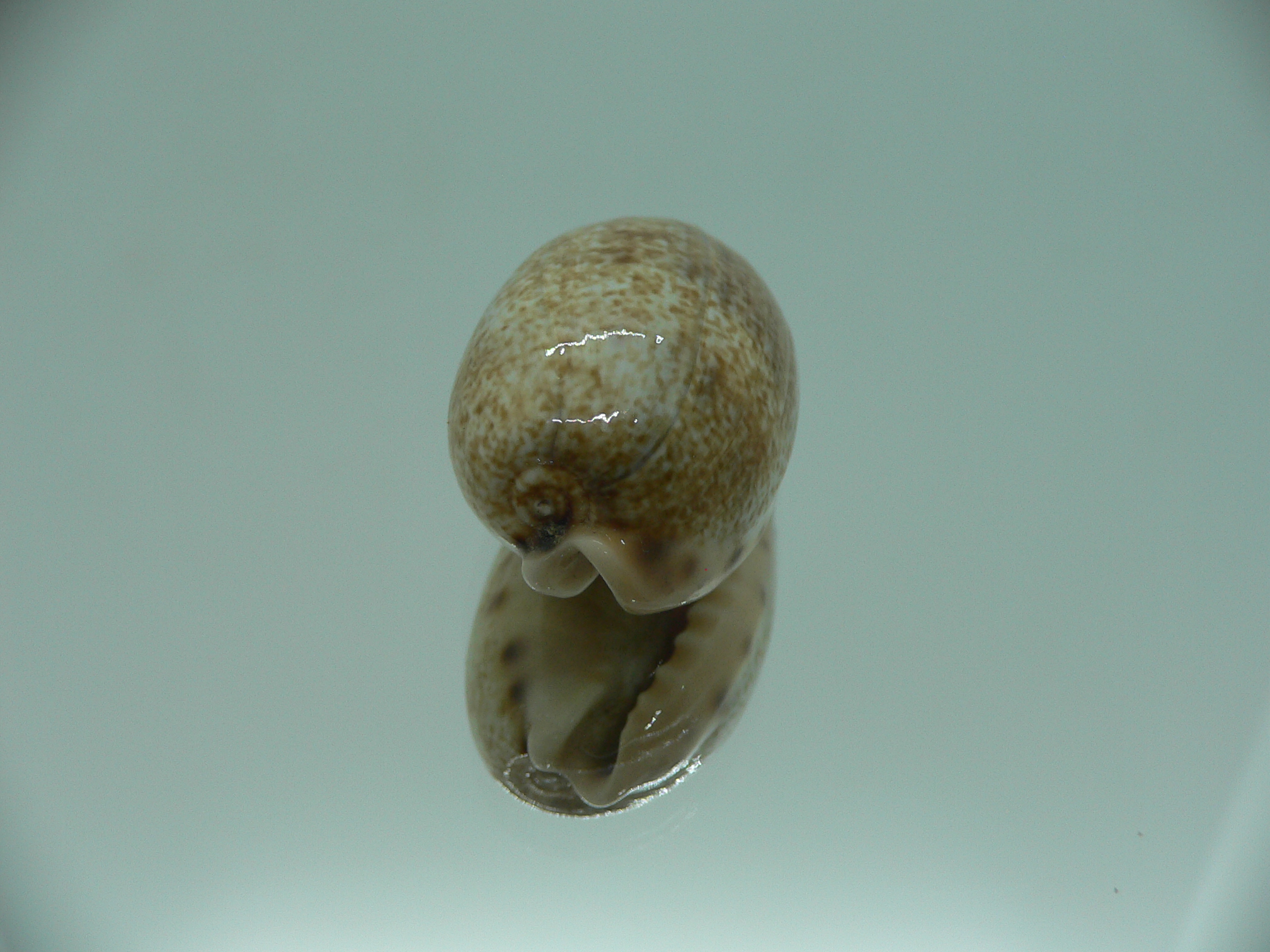 Cypraea caurica algida
