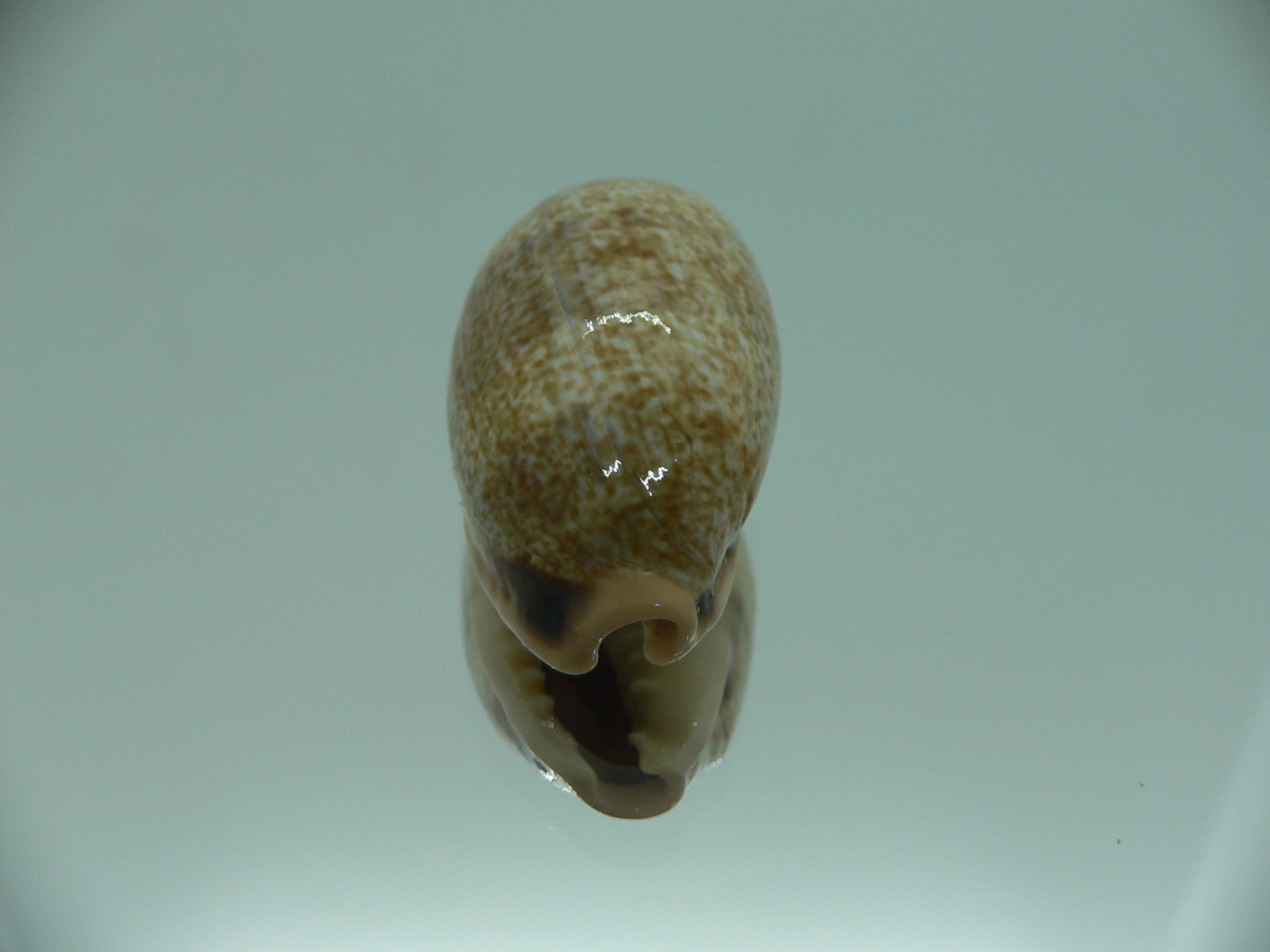 Cypraea caurica algida