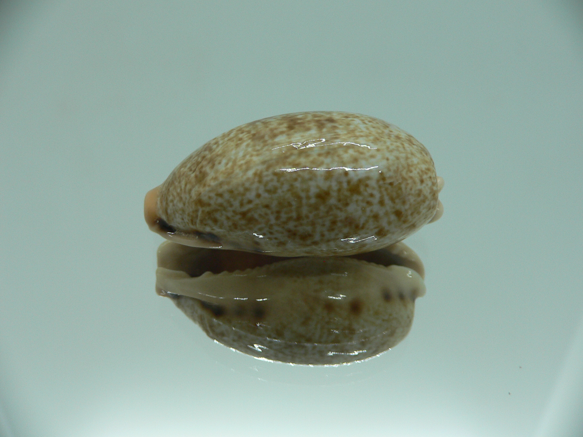 Cypraea caurica algida