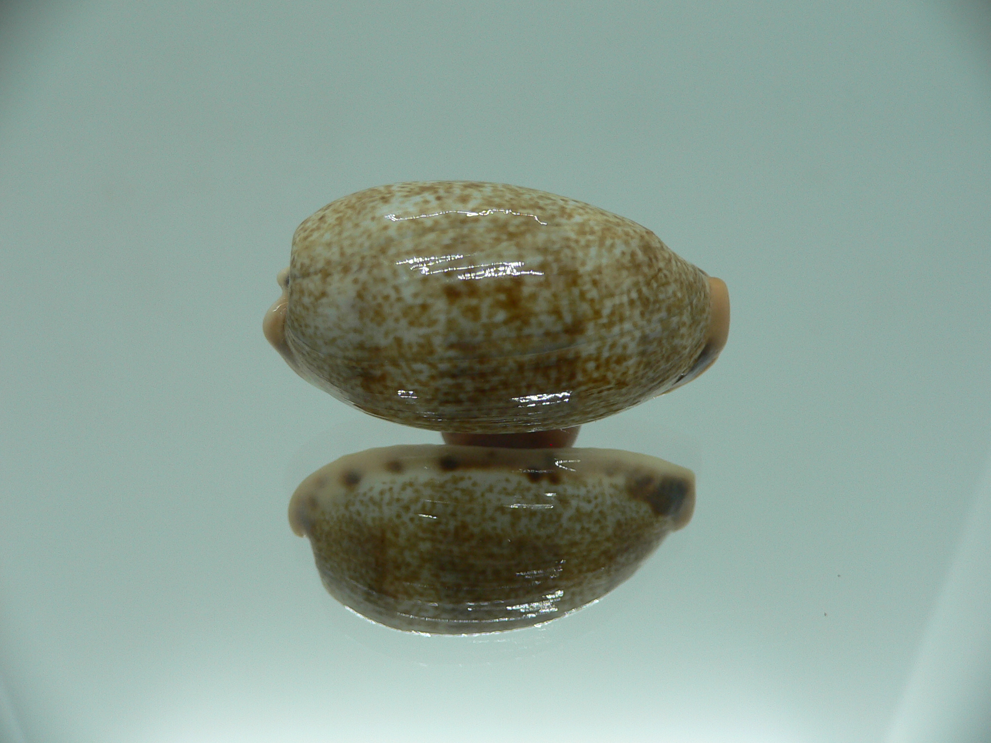 Cypraea caurica algida