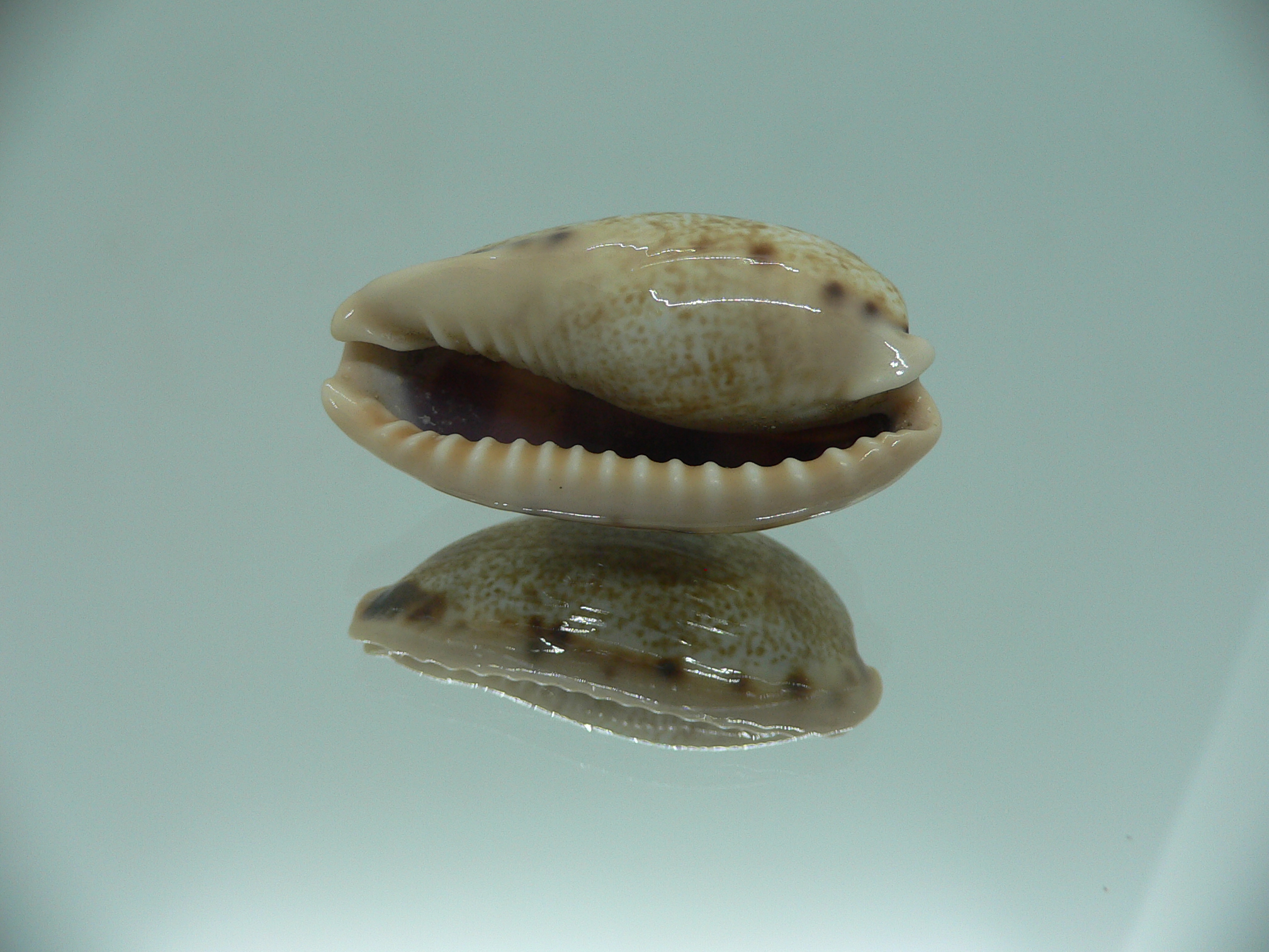 Cypraea caurica algida