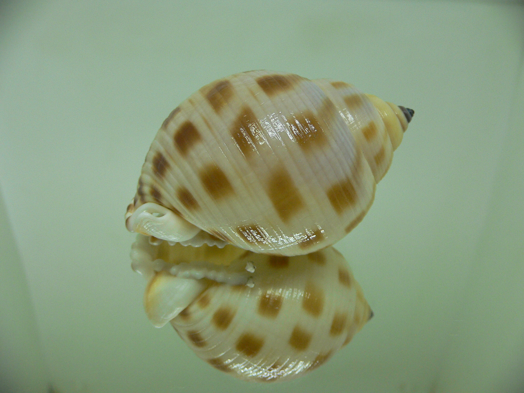 Semicassis faurotis