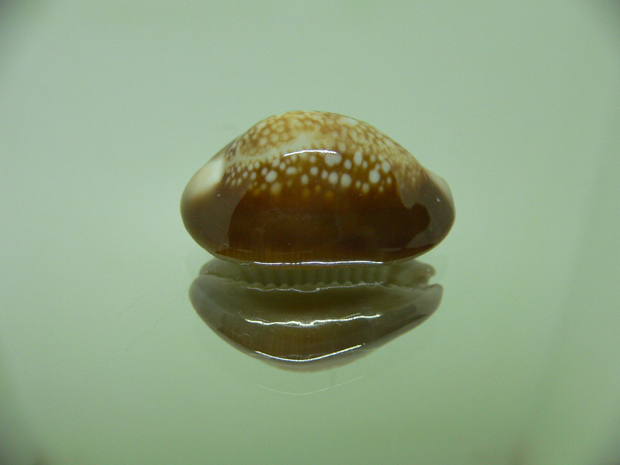 Cypraea caputserpentis argentata (var.) IDEAL