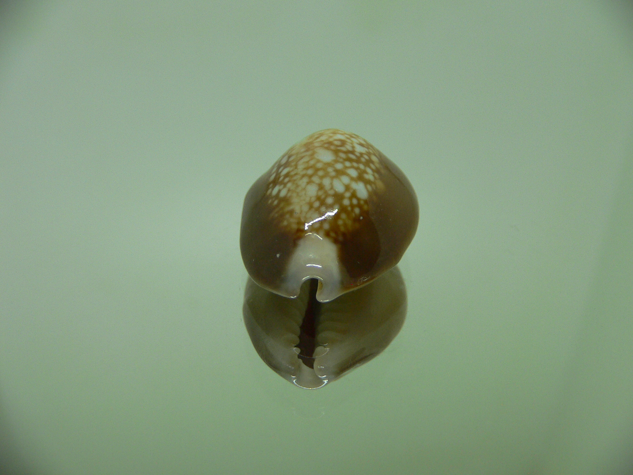 Cypraea caputserpentis argentata (var.) IDEAL