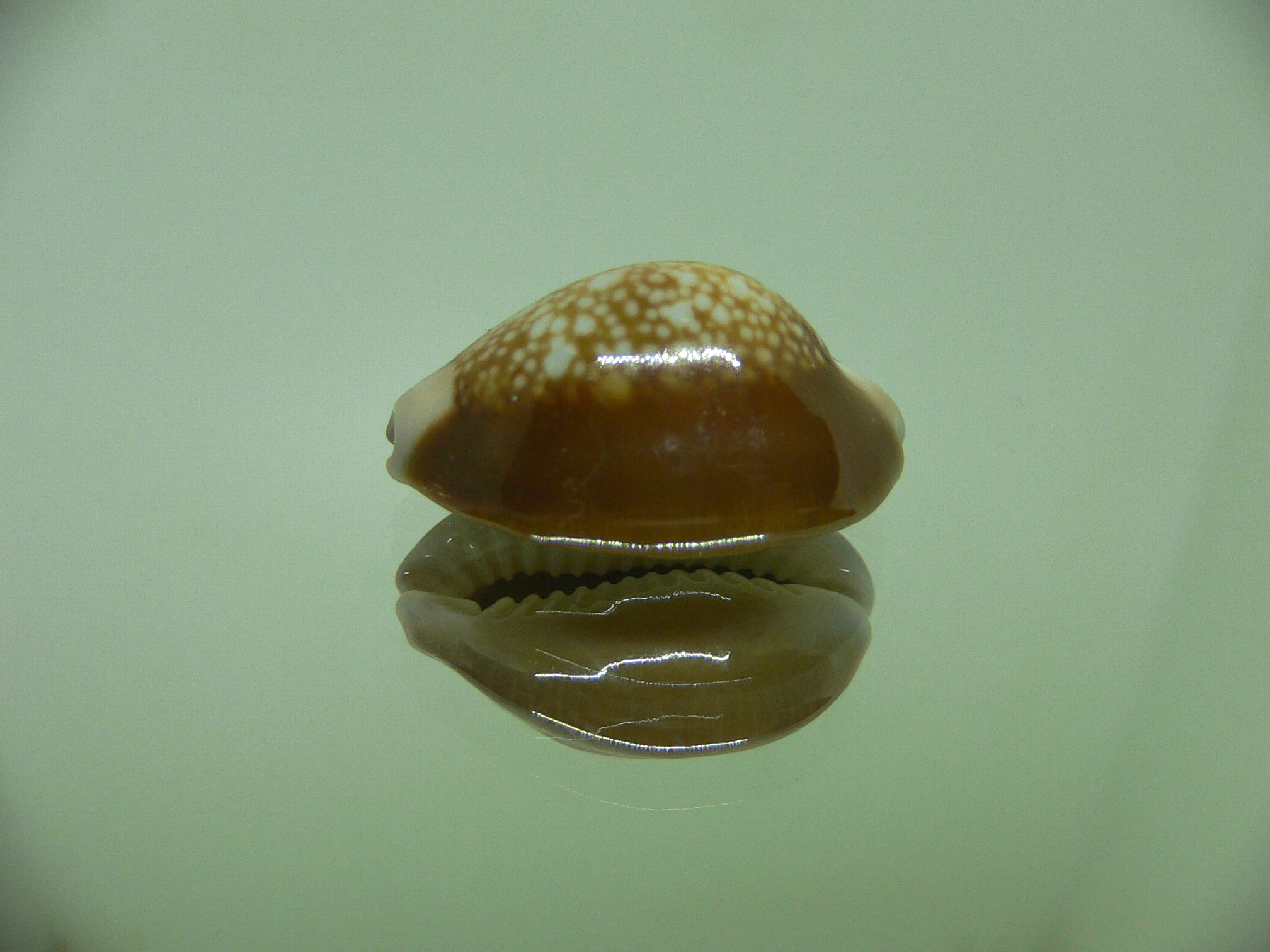 Cypraea caputserpentis argentata (var.) IDEAL