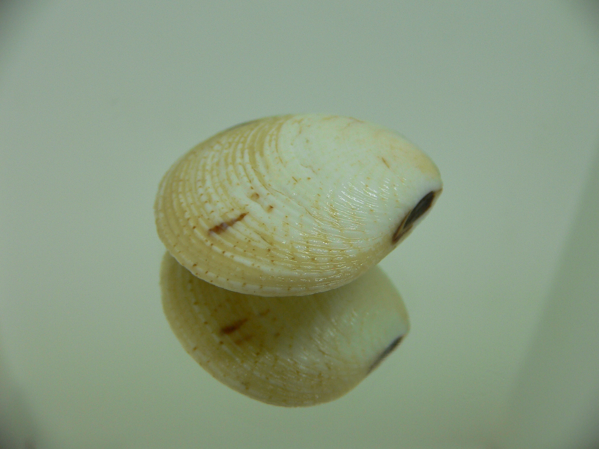 Circe undatina