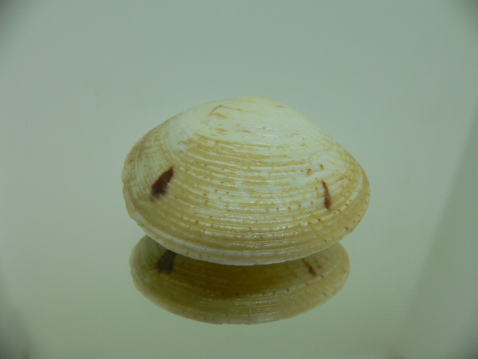 Circe undatina