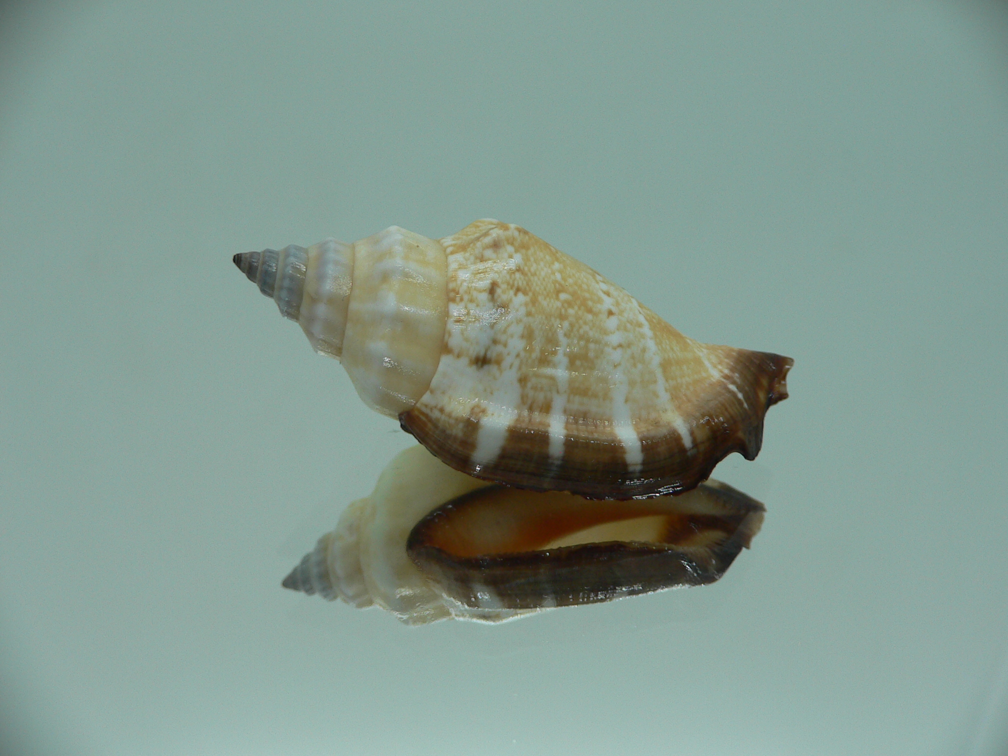 Canarium erythrinum BIG & CREAM