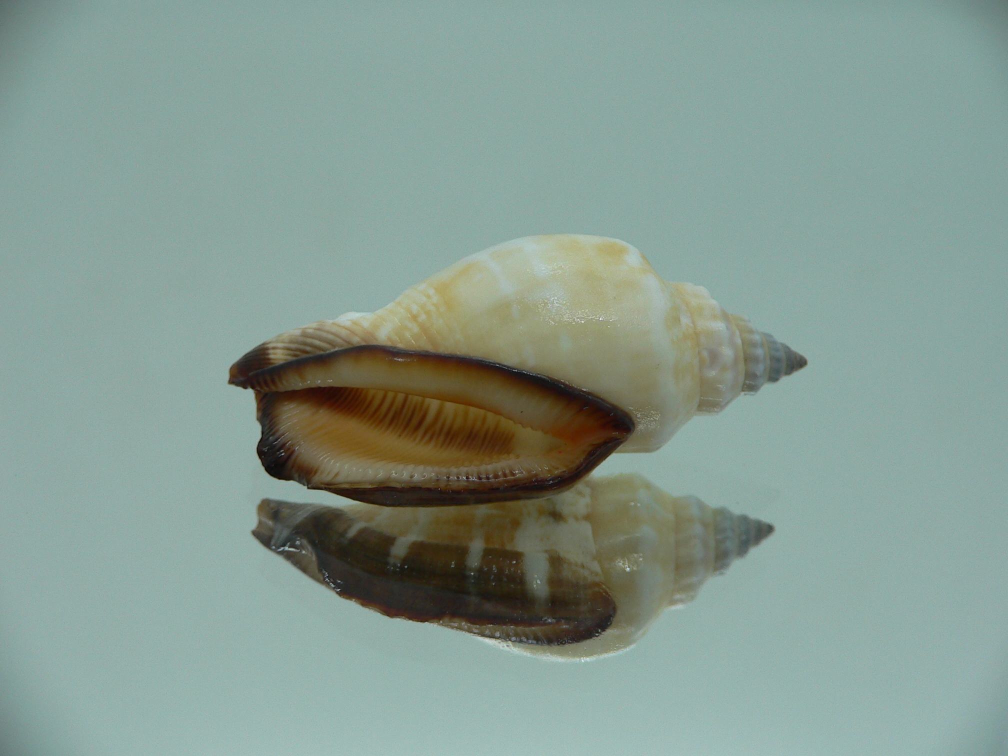 Canarium erythrinum BIG & CREAM