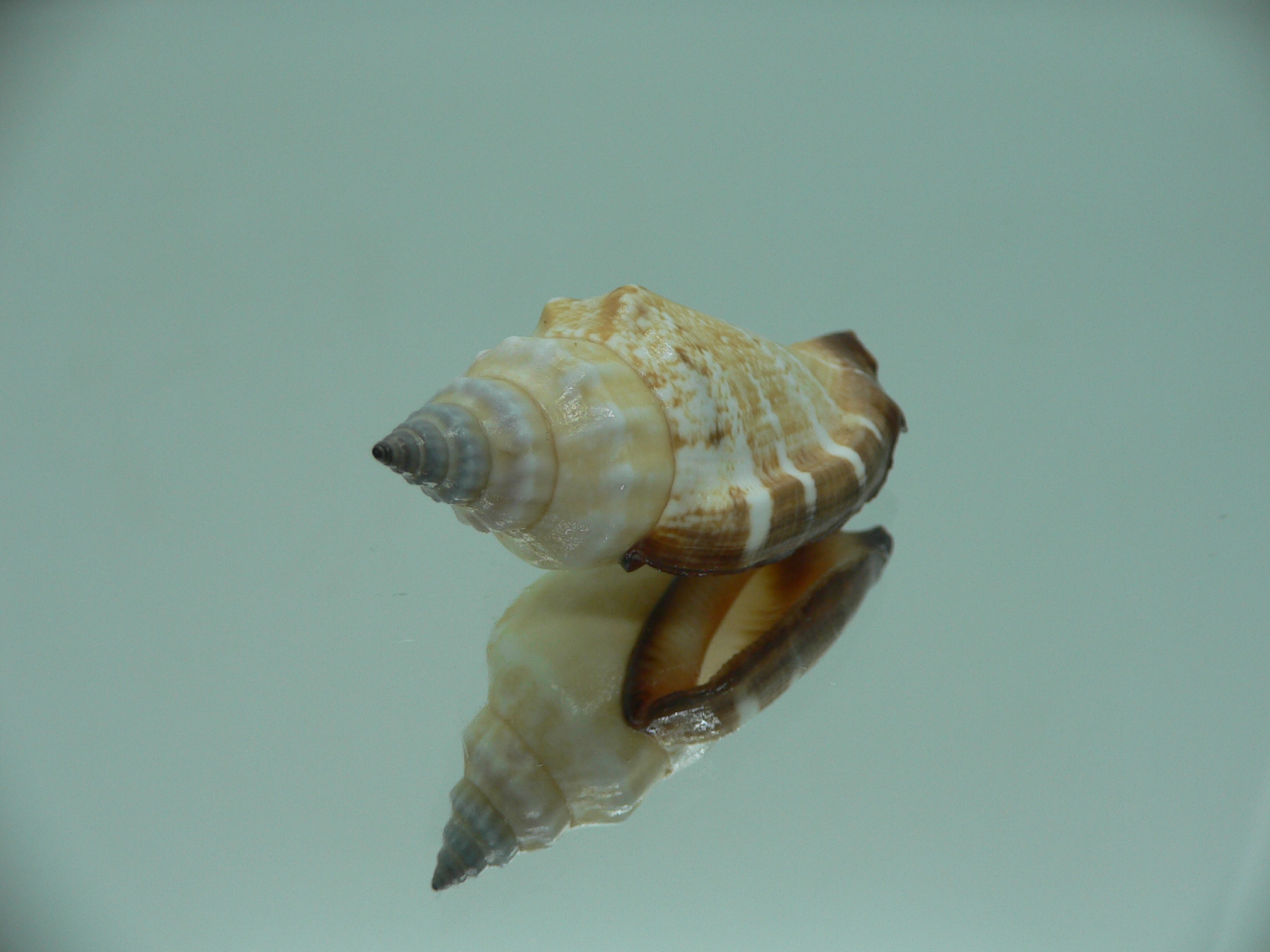 Canarium erythrinum BIG & CREAM