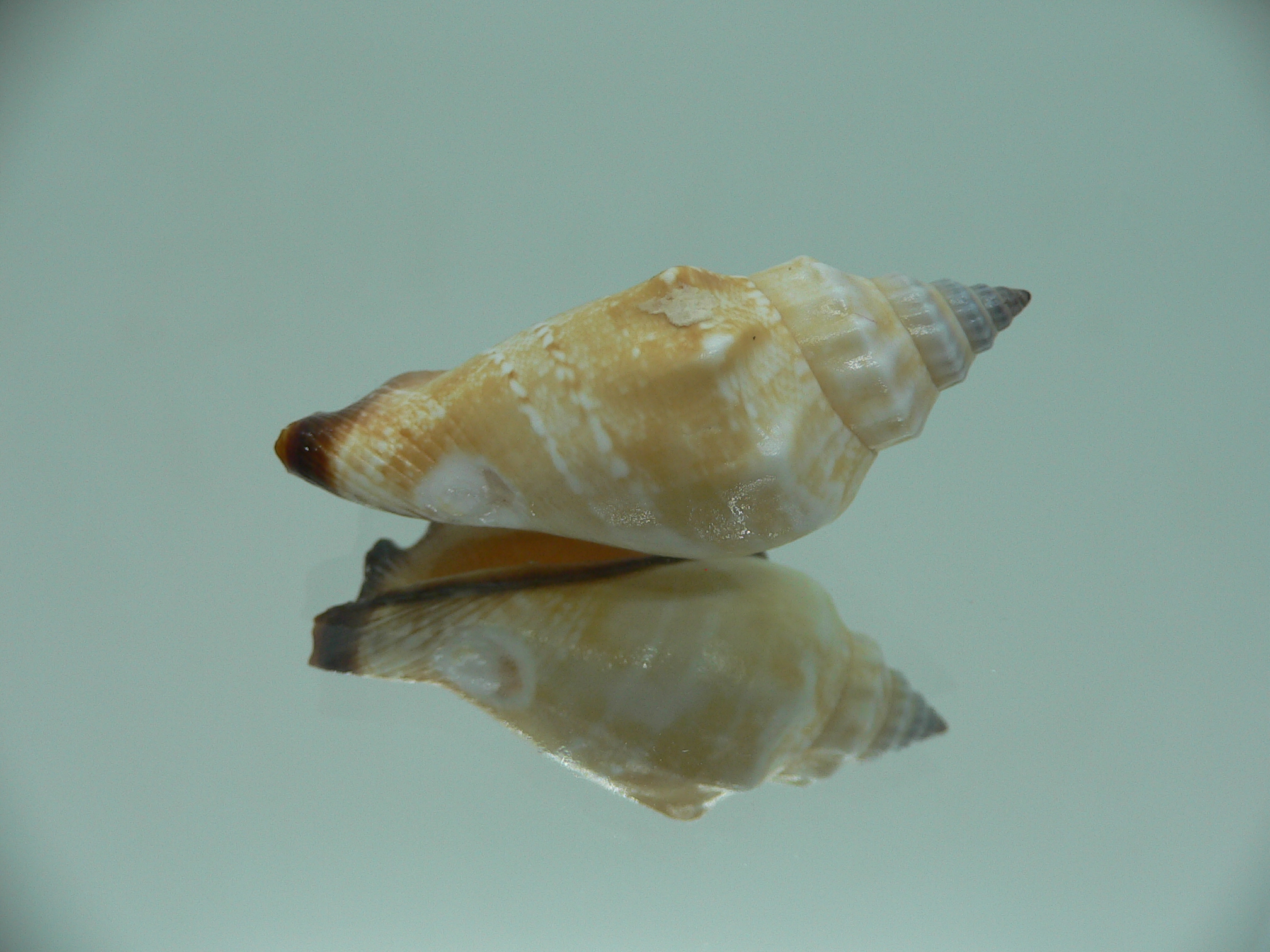Canarium erythrinum BIG & CREAM