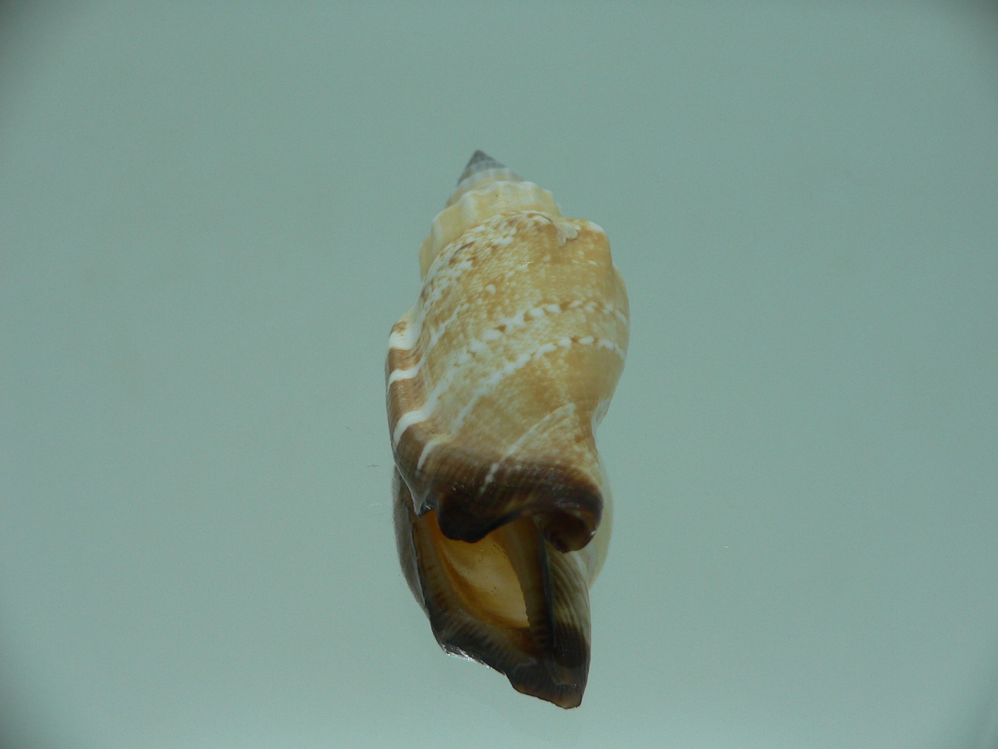Canarium erythrinum BIG & CREAM