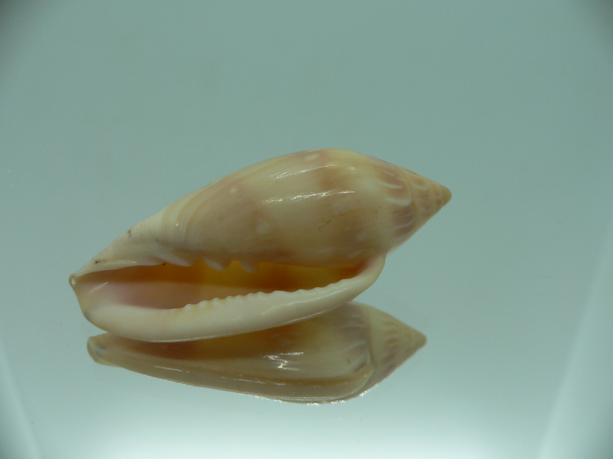 Marginella desjardini