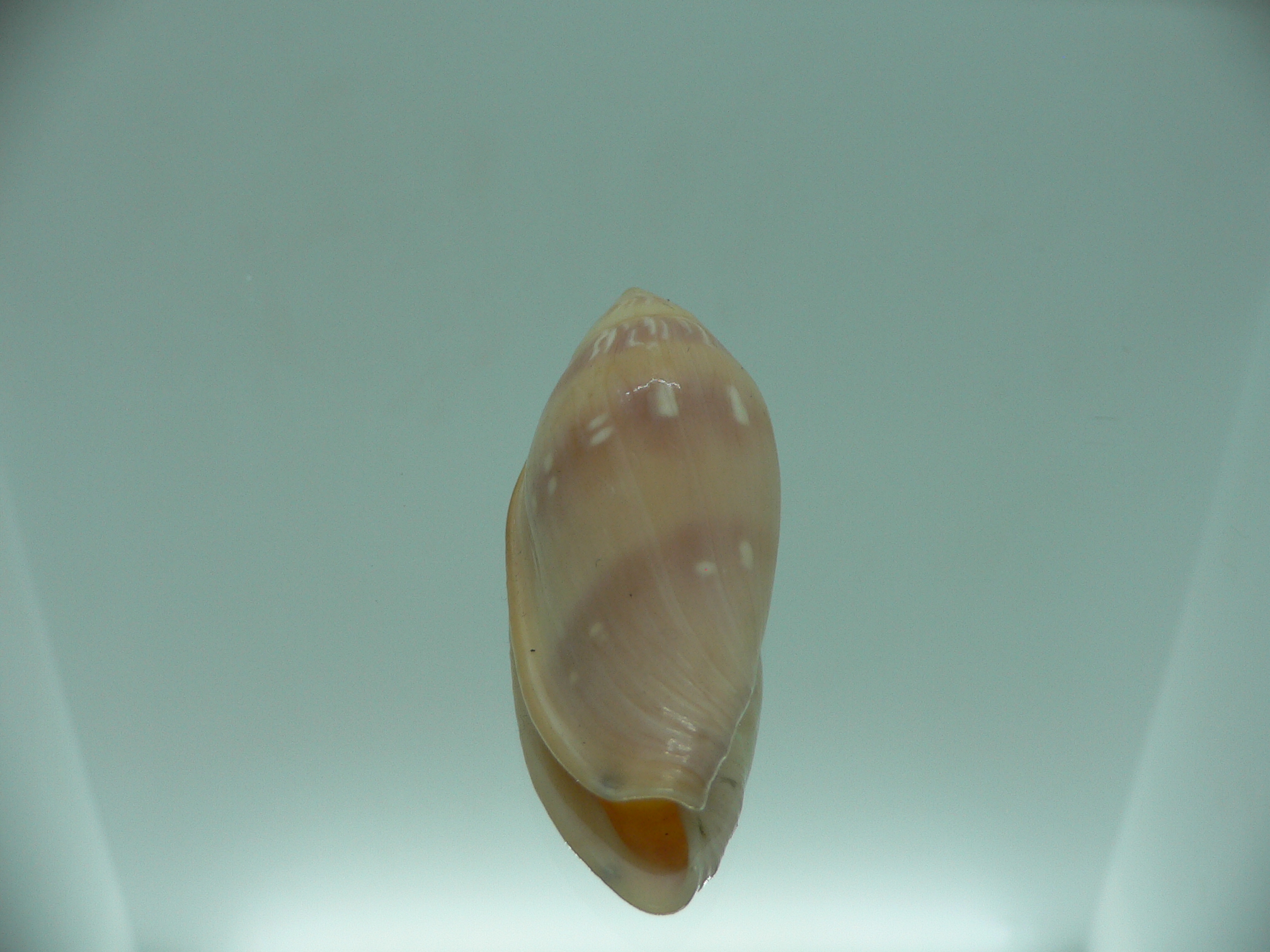 Marginella desjardini