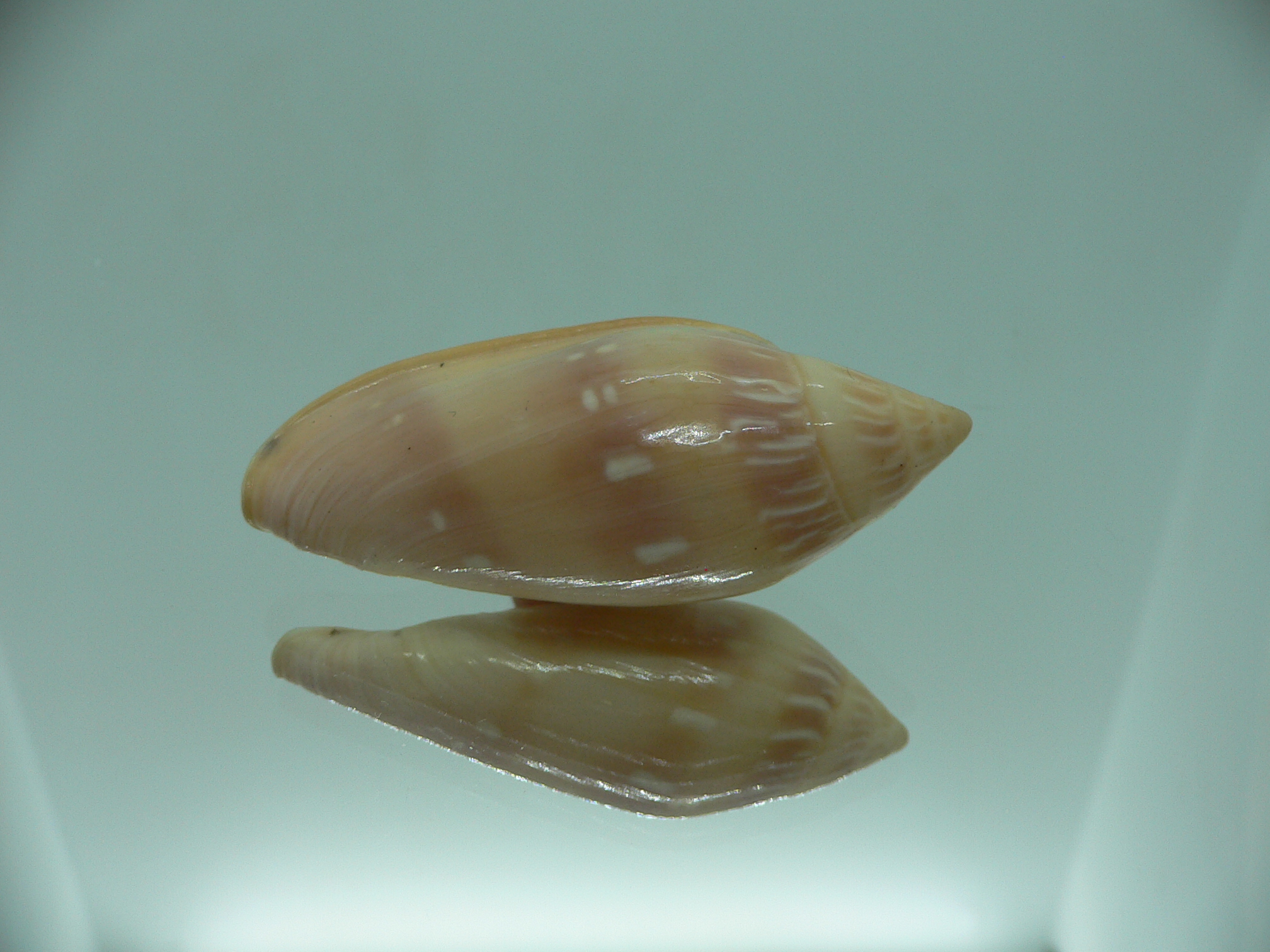Marginella desjardini