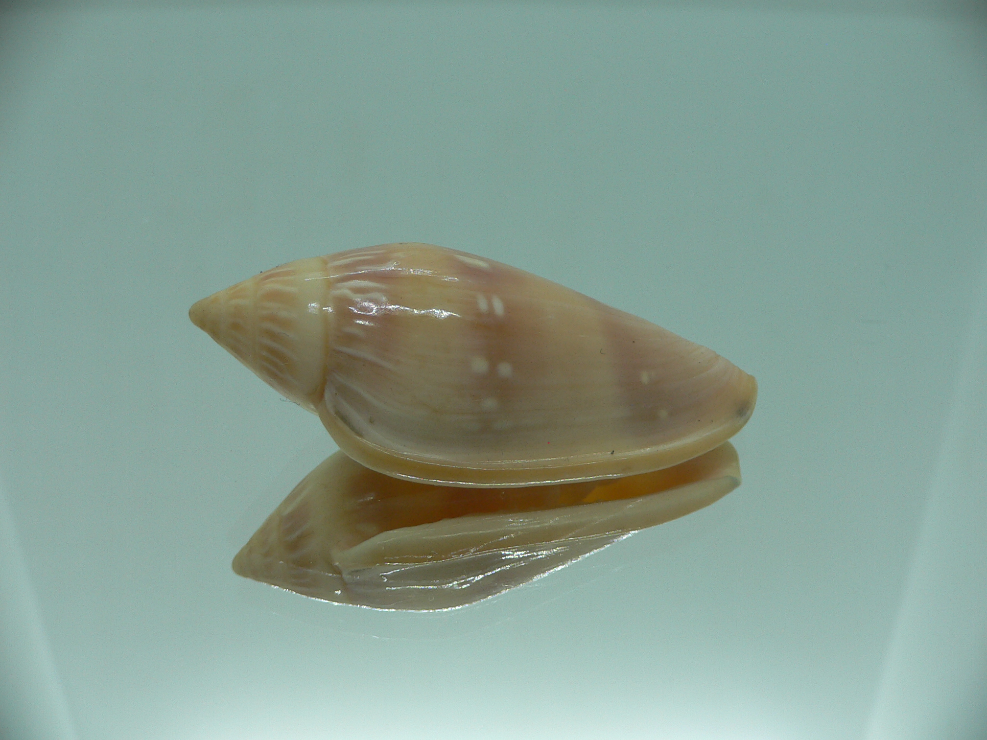 Marginella desjardini