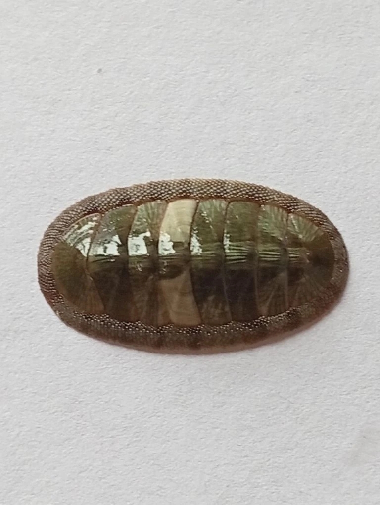 Ischnochiton smaragdinus ENDEMIC 3