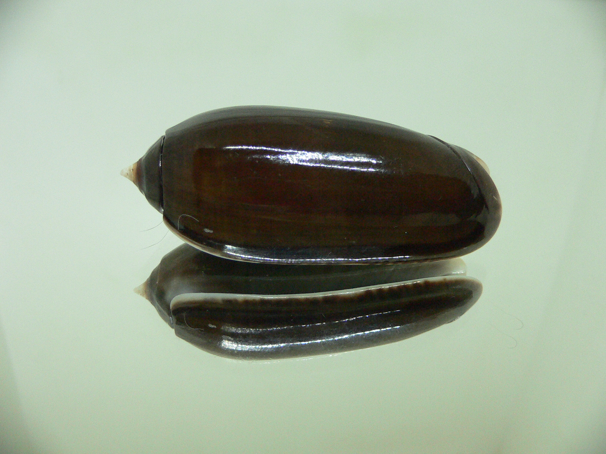 Oliva irisans concinna (var.) DARK