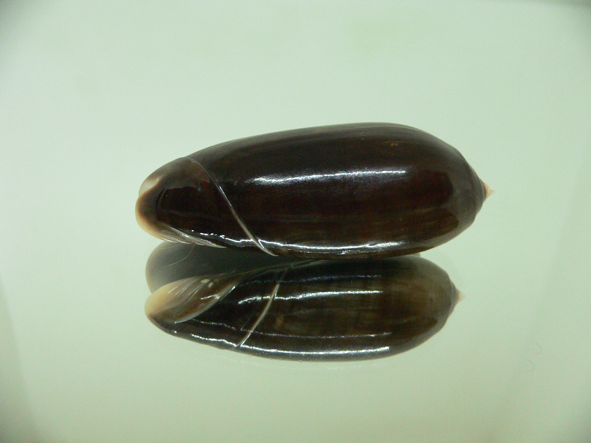 Oliva irisans concinna (var.) DARK