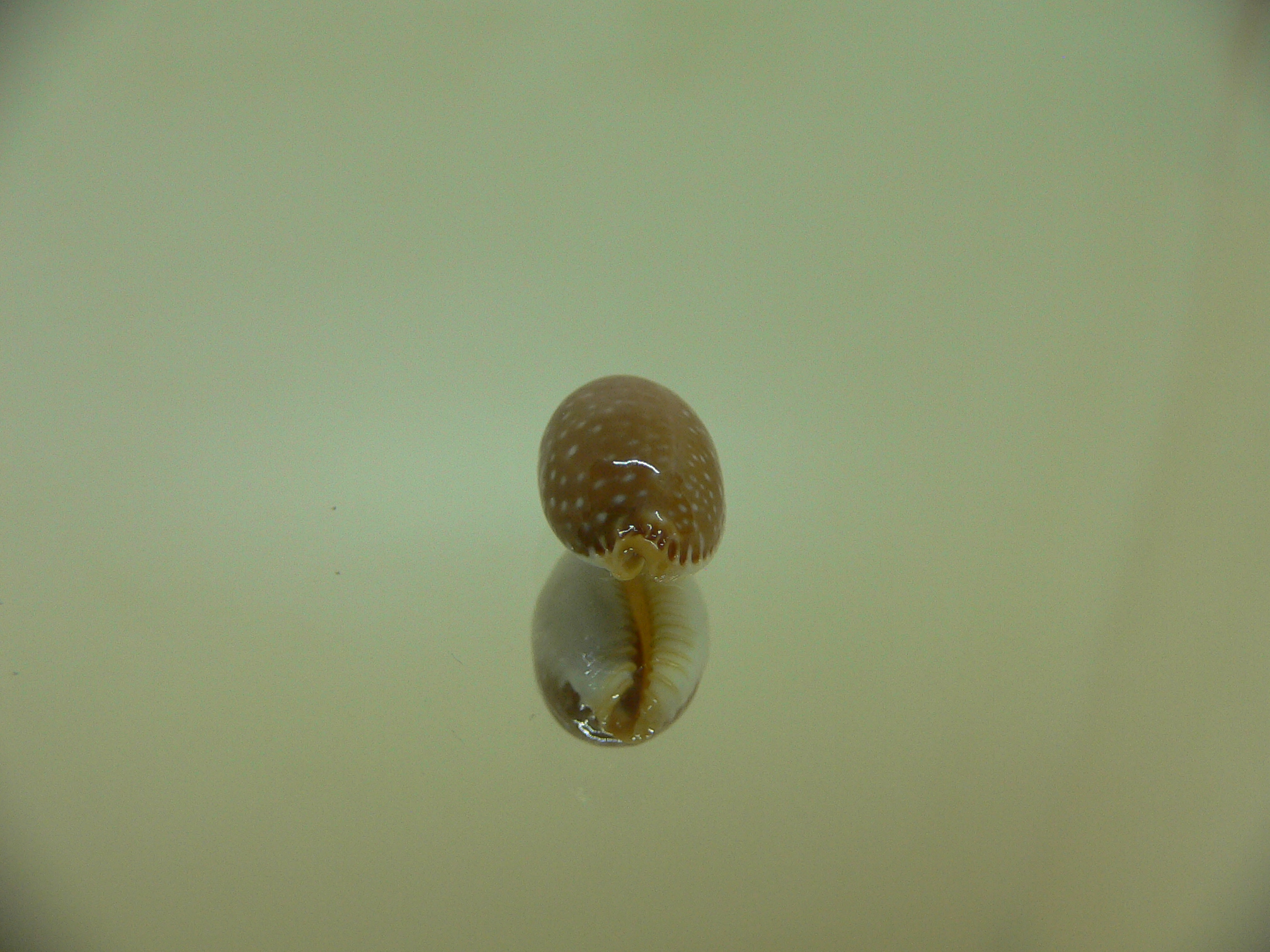 Cypraea staphylaea semiplota