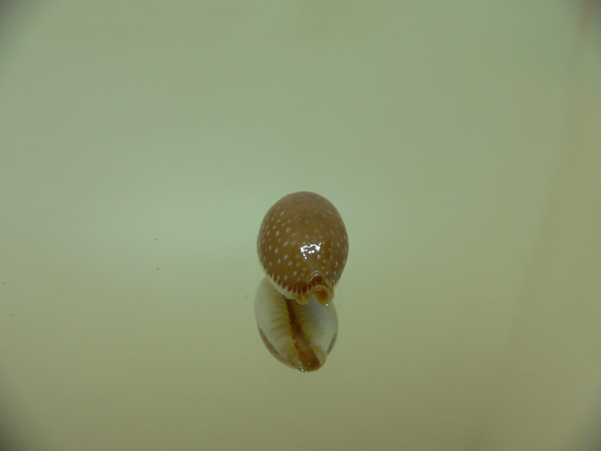 Cypraea staphylaea semiplota