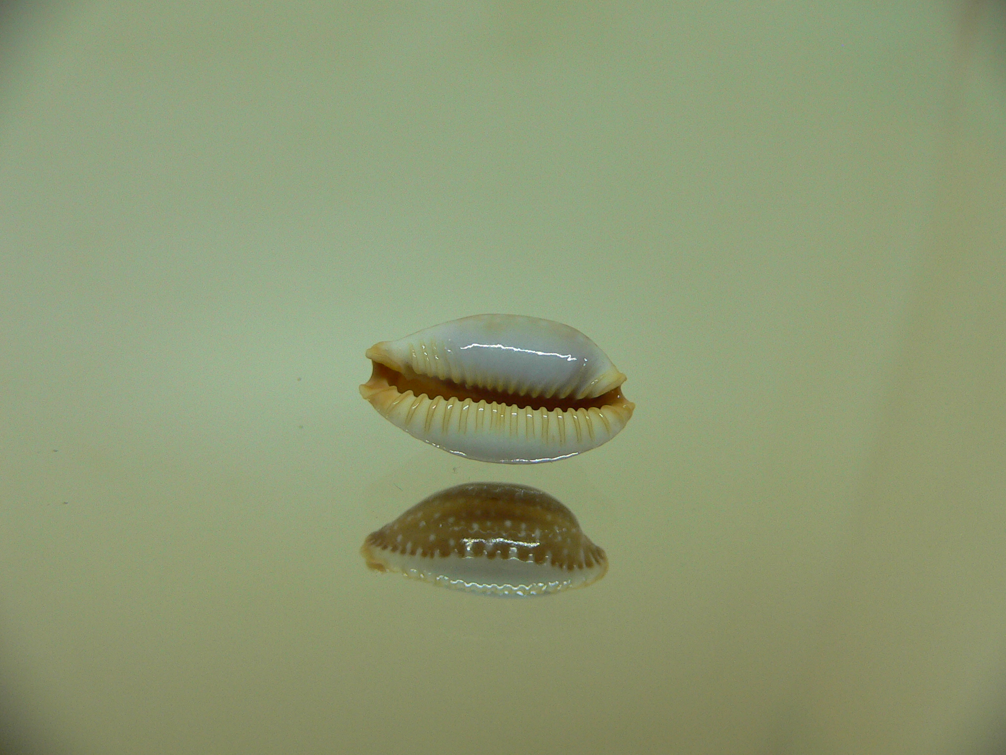 Cypraea staphylaea semiplota