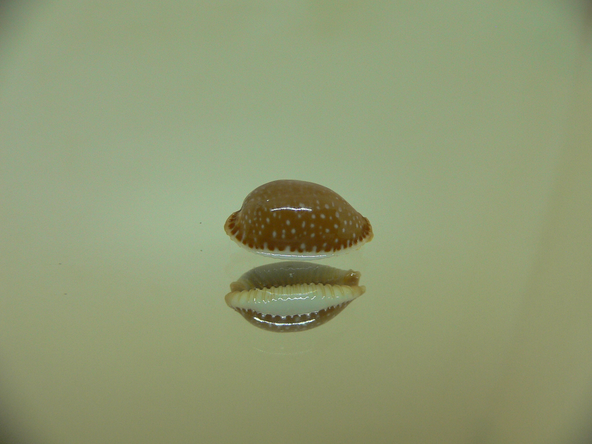 Cypraea staphylaea semiplota