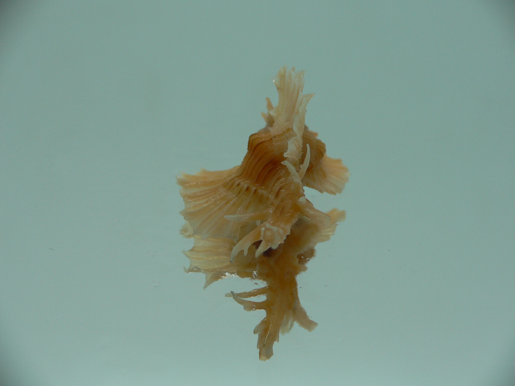 Chicoreus orchidiflorus ORANGE