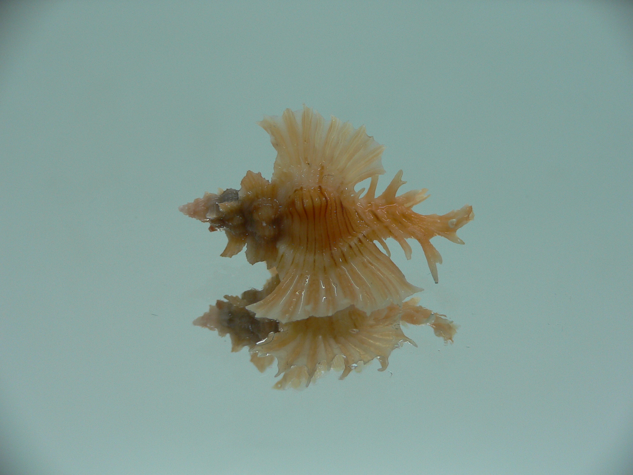 Chicoreus orchidiflorus ORANGE