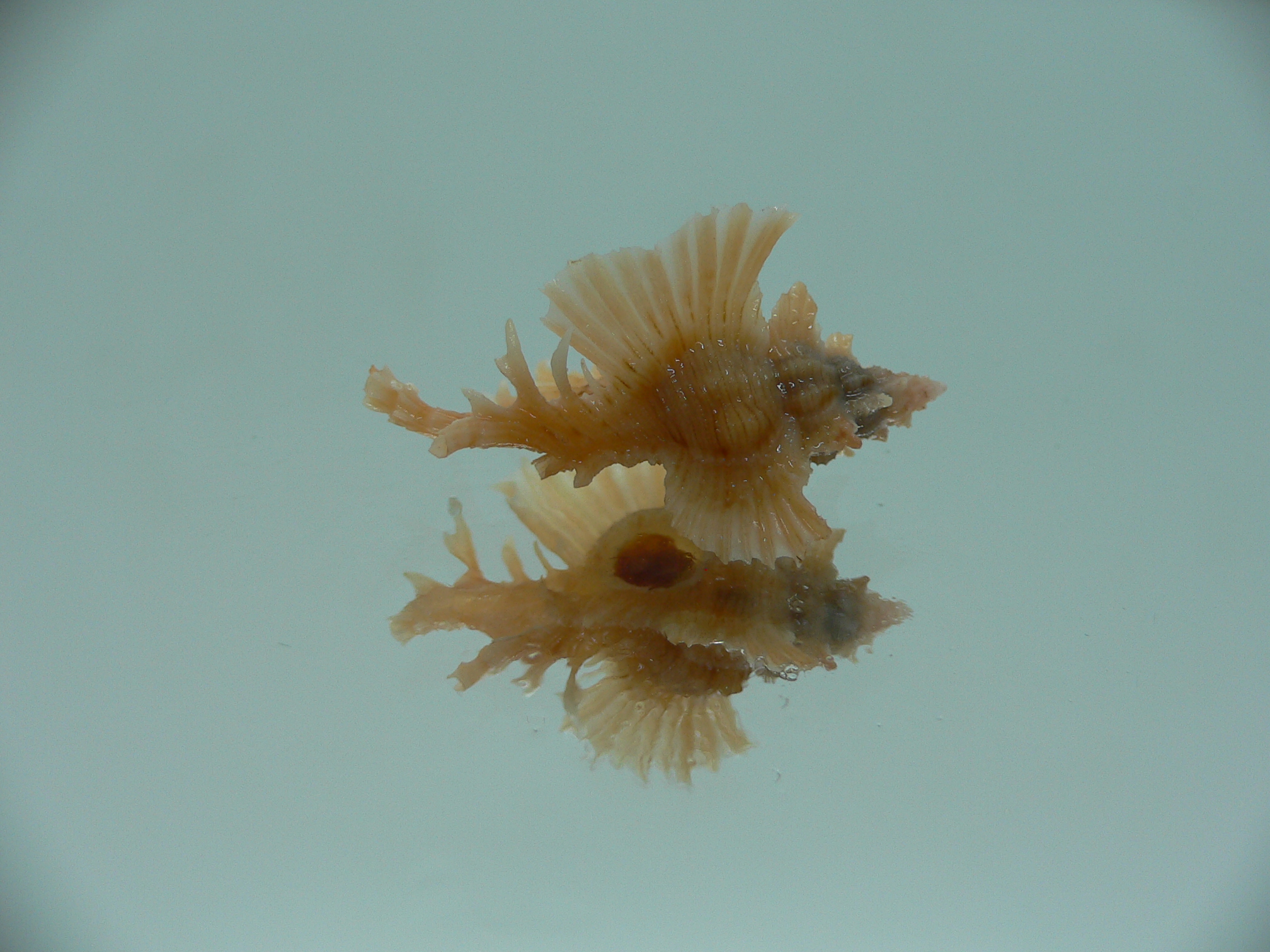 Chicoreus orchidiflorus ORANGE