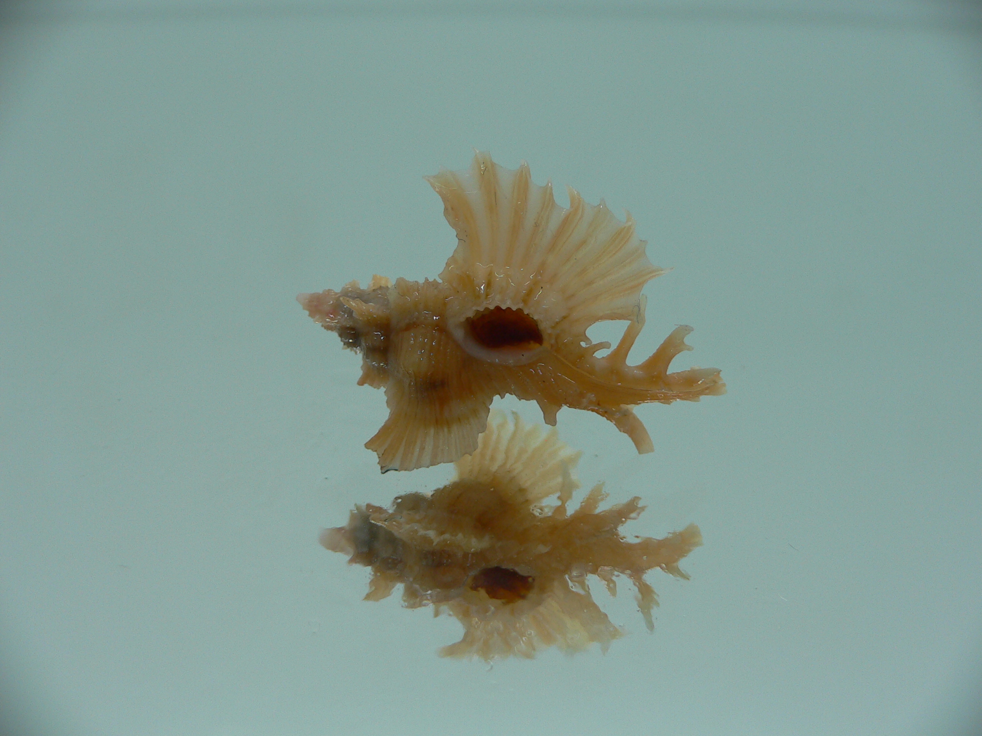 Chicoreus orchidiflorus ORANGE