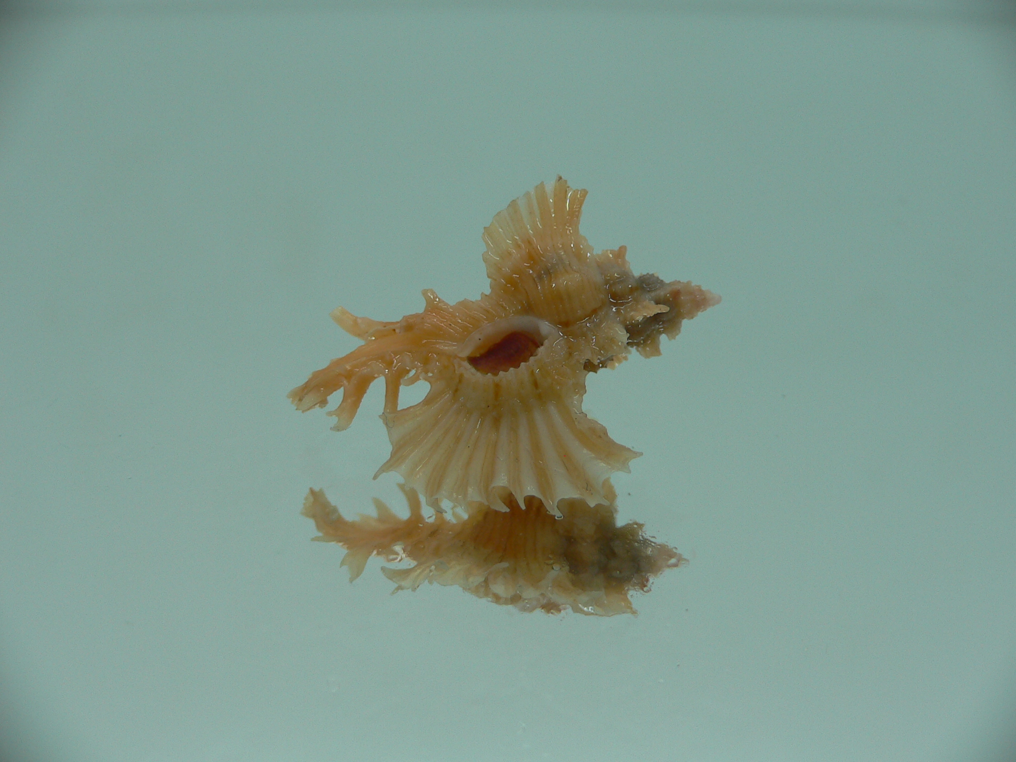 Chicoreus orchidiflorus ORANGE