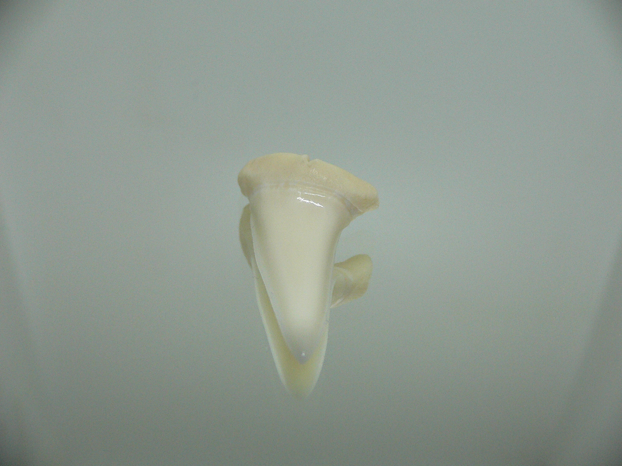 Isurus oxyrinchus - Зуб акулы МАКО