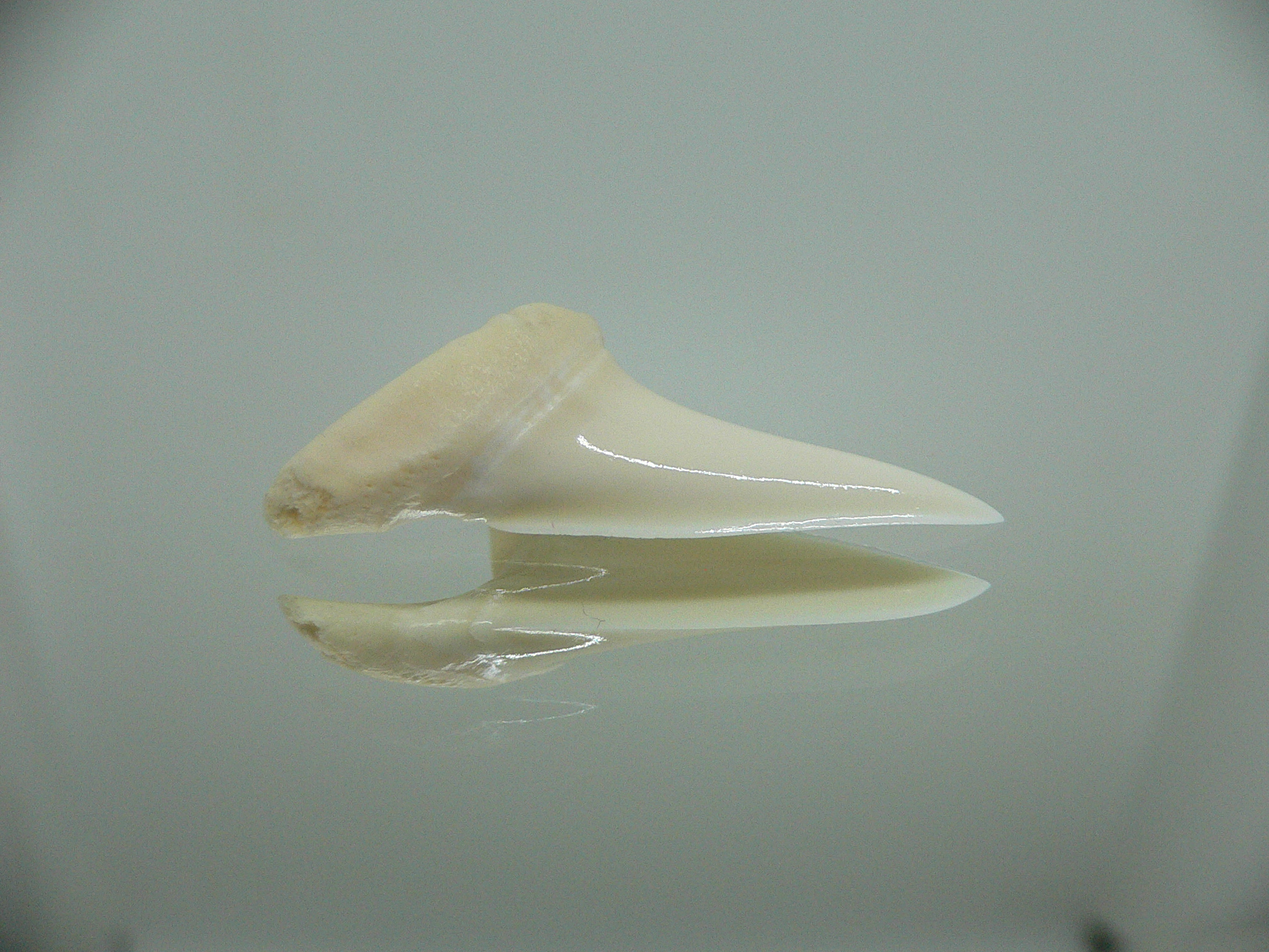 Isurus oxyrinchus - Зуб акулы МАКО