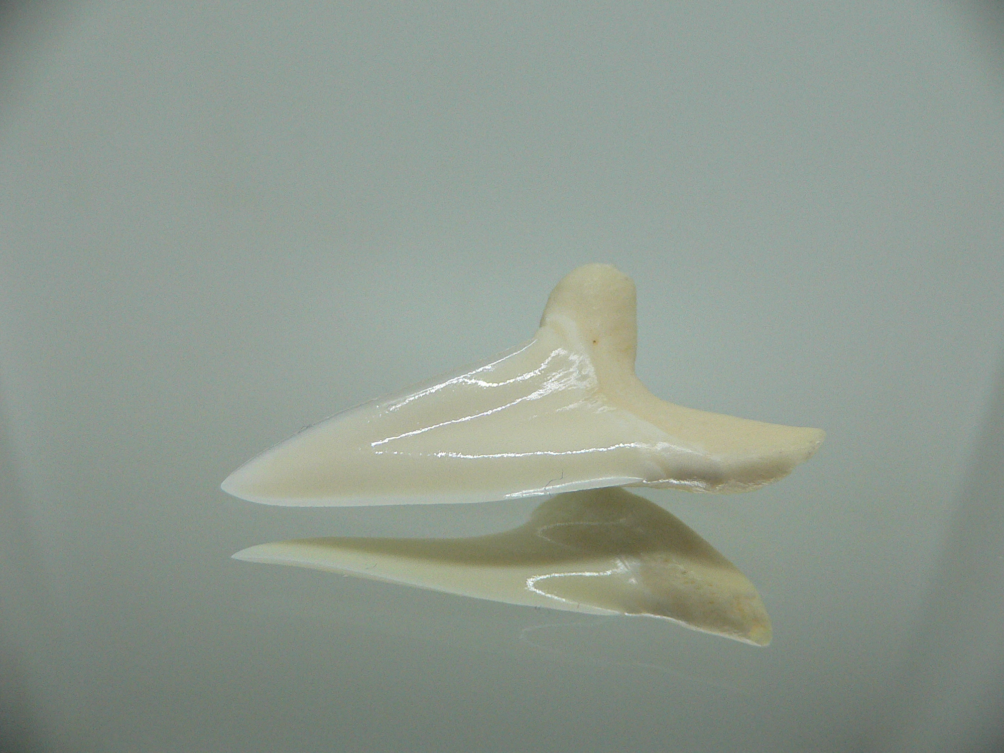 Isurus oxyrinchus - Зуб акулы МАКО