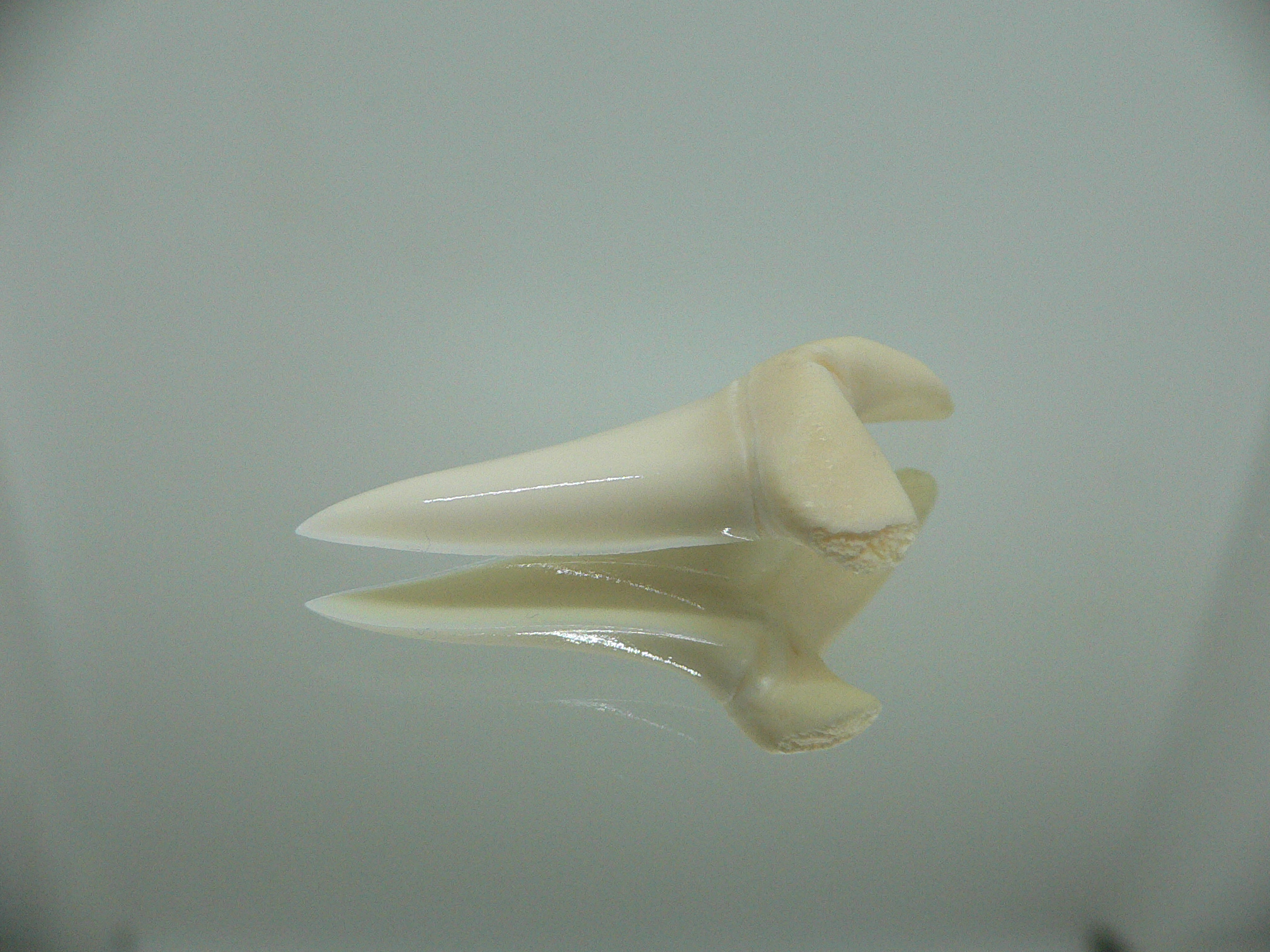 Isurus oxyrinchus - Зуб акулы МАКО