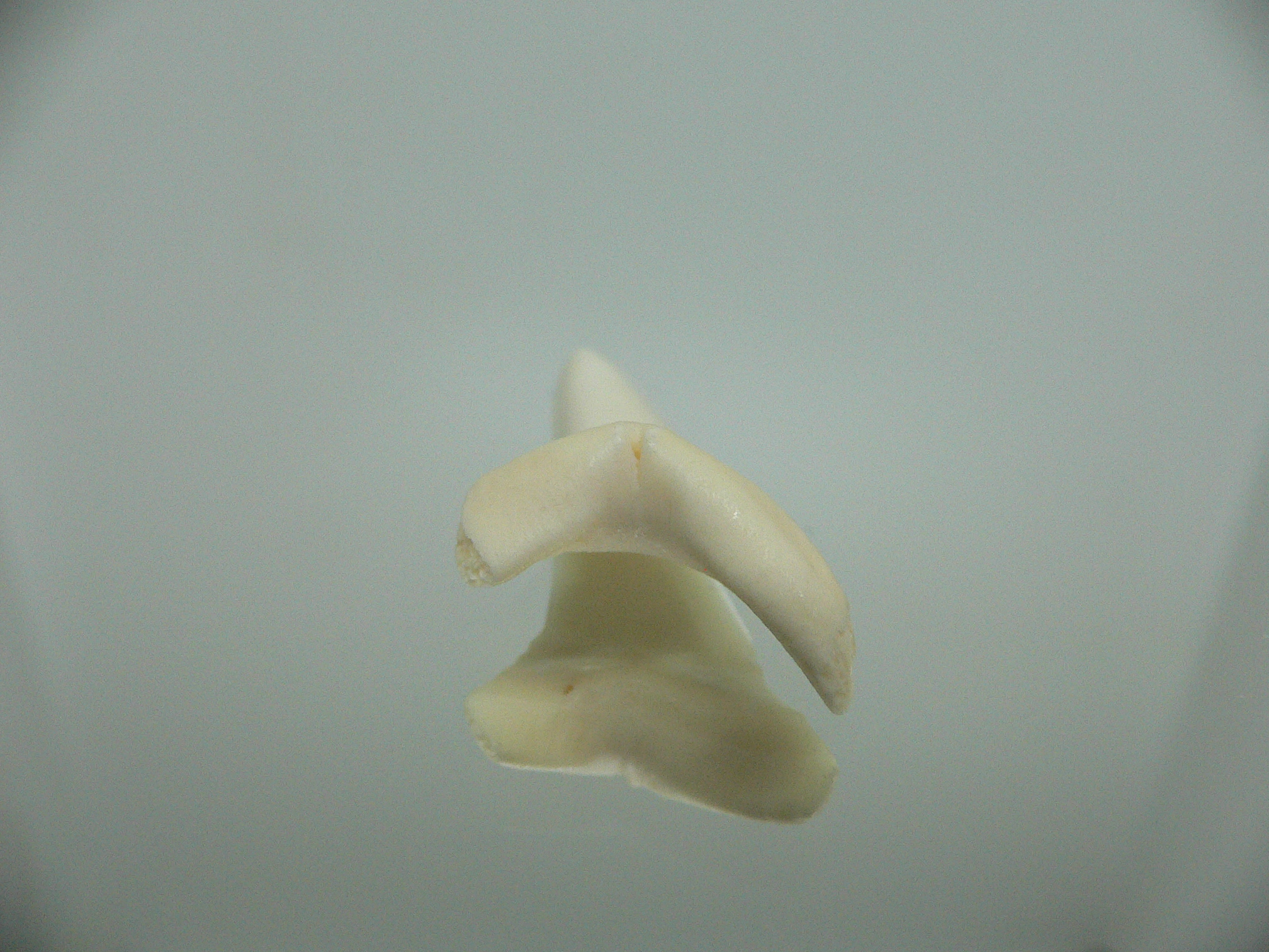 Isurus oxyrinchus - Зуб акулы МАКО