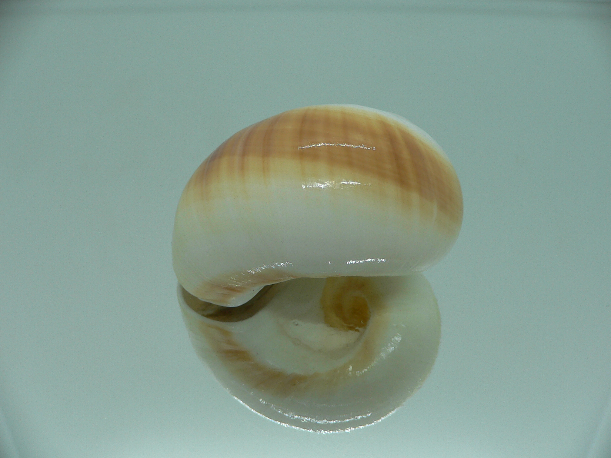 Polinices cumingianus ORANGE & WHITE