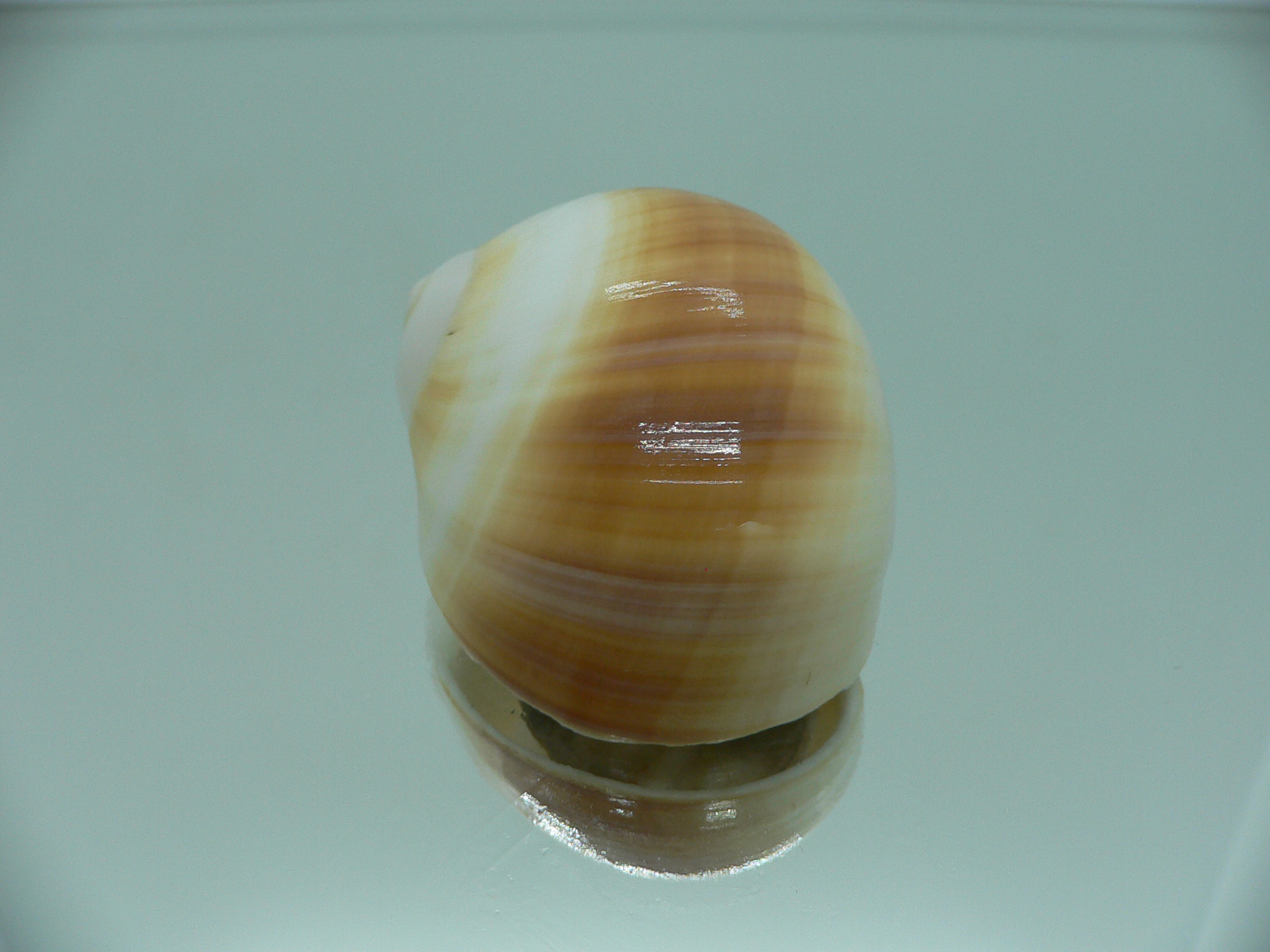 Polinices cumingianus ORANGE & WHITE