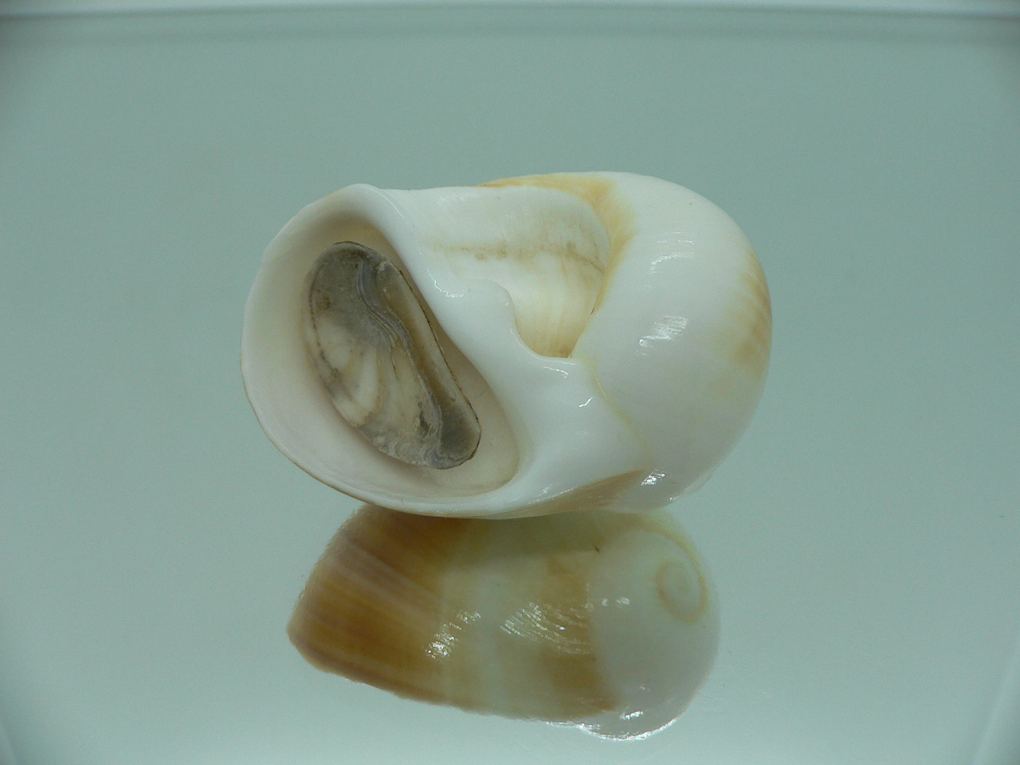 Polinices cumingianus ORANGE & WHITE