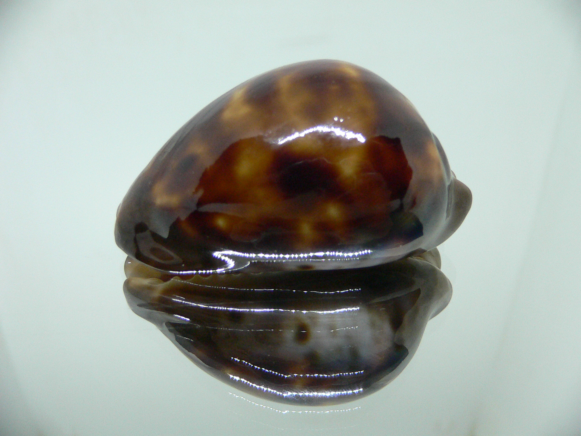 Cypraea venusta episema sorrentensis (var.) 1