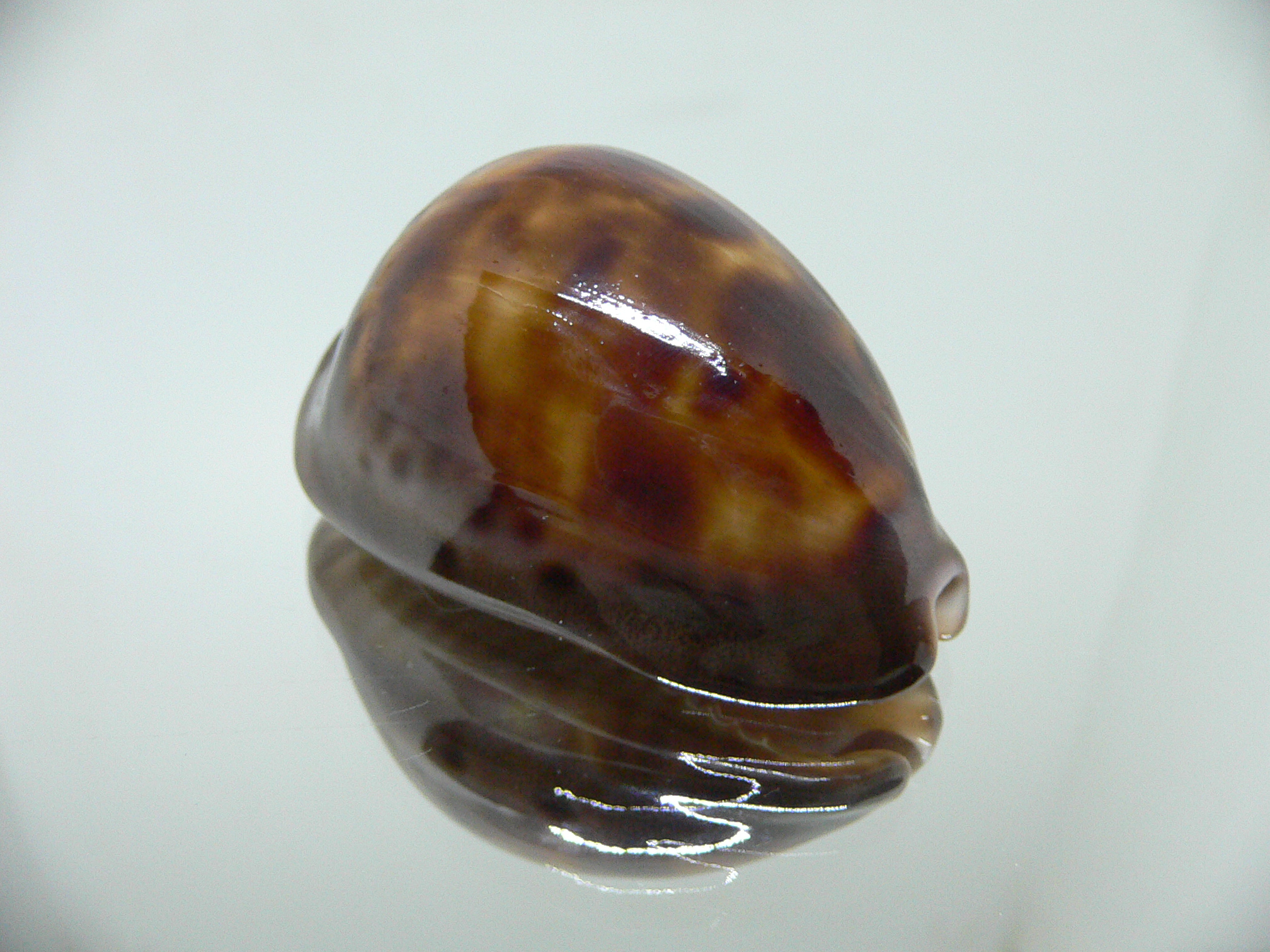 Cypraea venusta episema sorrentensis (var.) 1